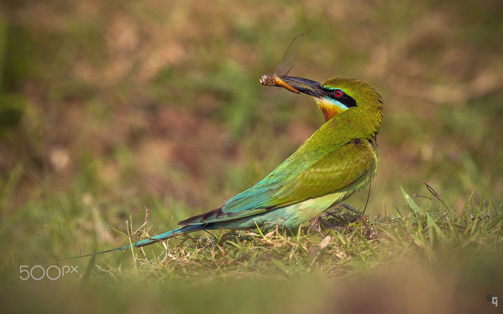 Canon EOS 40D + Canon EF 100-400mm F4.5-5.6L IS USM sample photo. Blue-tailed bee-eater photography