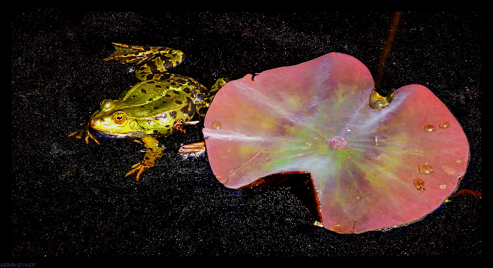 Pentax K-x sample photo. Green frog photography