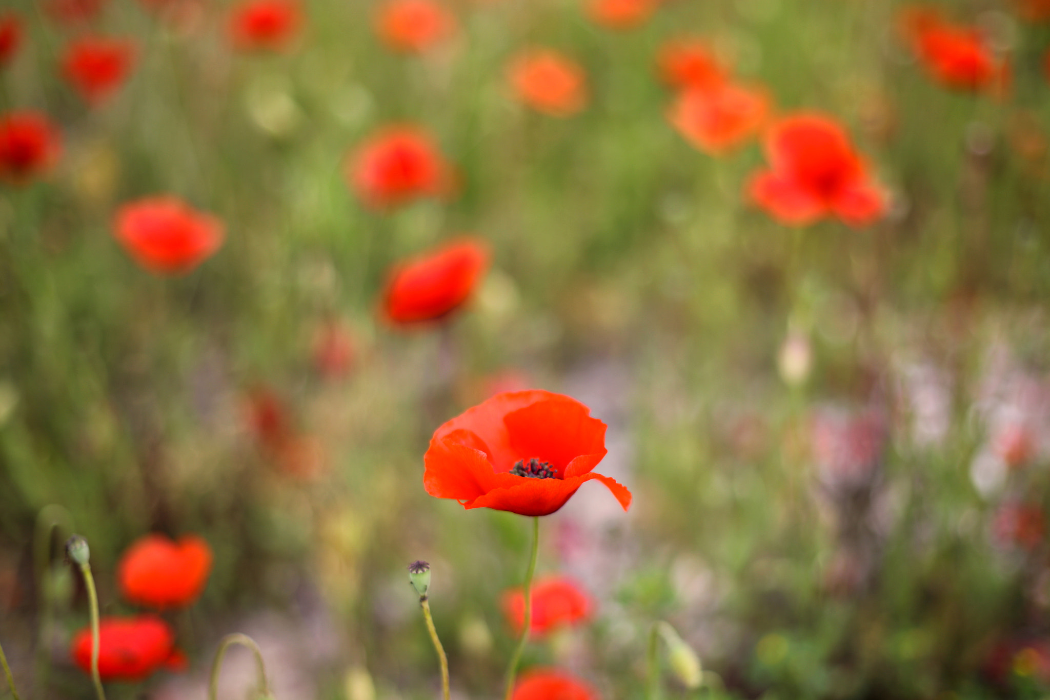 Canon EOS-1Ds Mark III sample photo. Paint poppy photography
