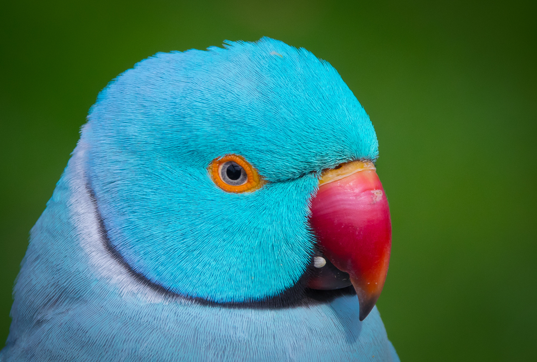 Sigma 18-250mm F3.5-6.3 DC Macro OS HSM sample photo. Blue indian ringneck photography