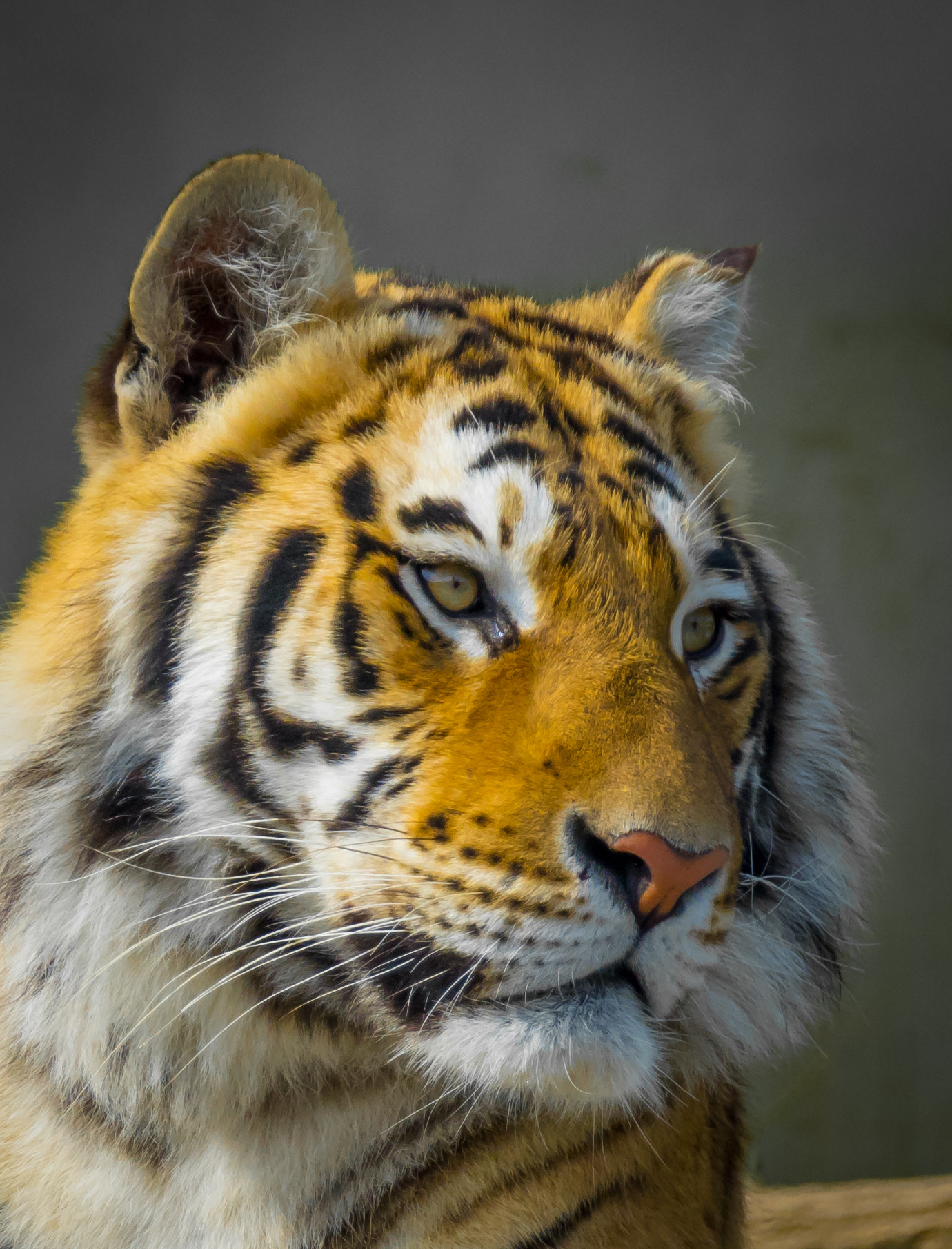 Sigma 18-250mm F3.5-6.3 DC Macro OS HSM sample photo. Tiger photography