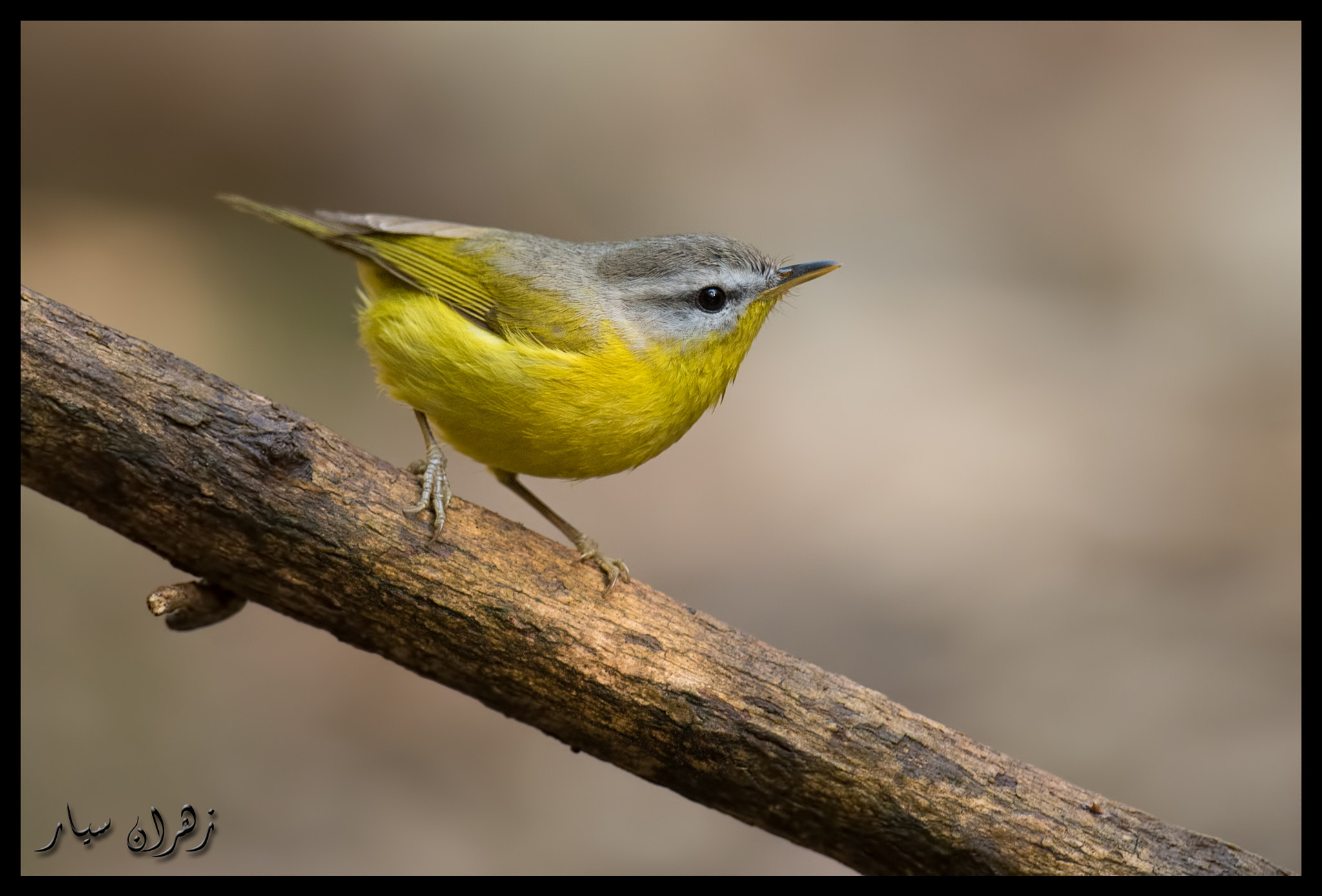 Nikon D750 + Nikon AF-S Nikkor 600mm F4G ED VR sample photo. Am i cute ? photography