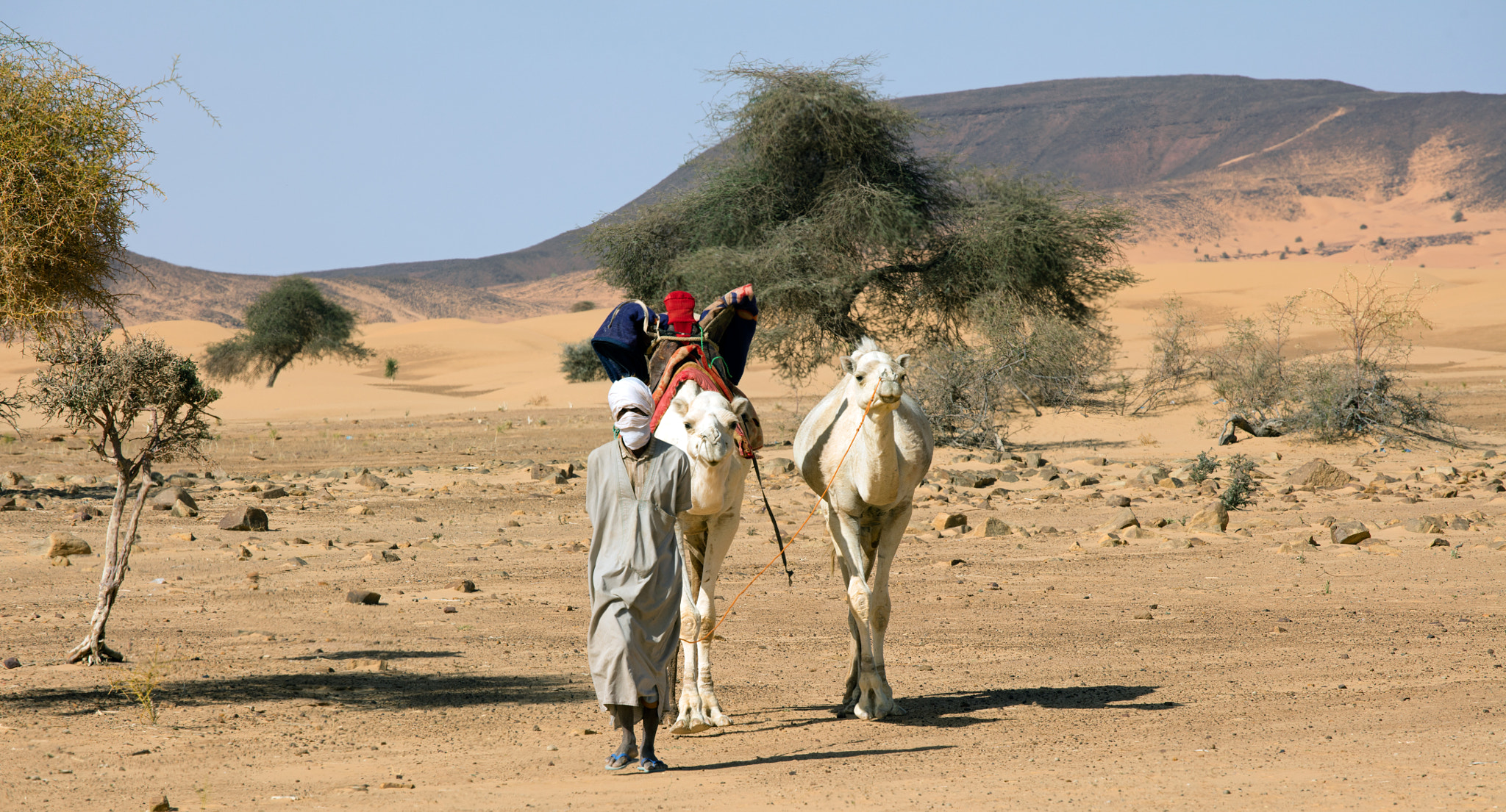 Canon EOS 5DS + Canon EF 70-200mm F4L USM sample photo. Camel herder white camels photography