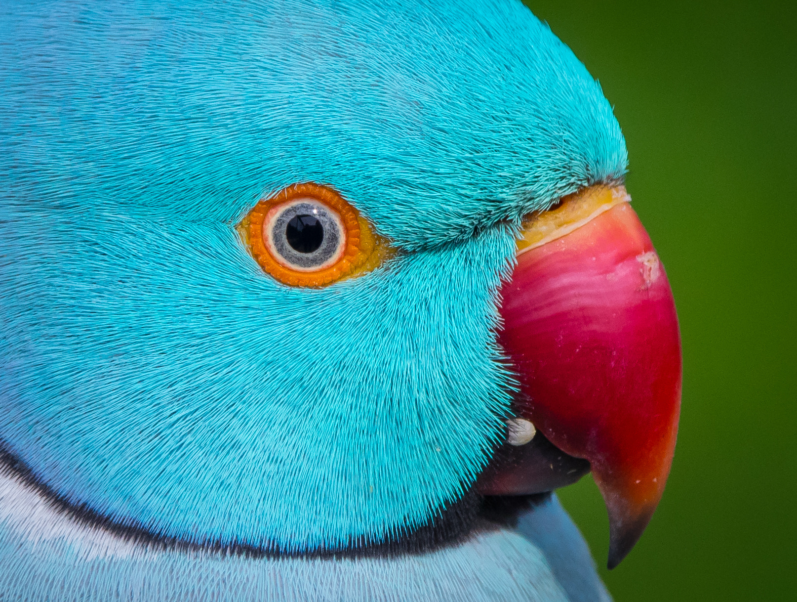 Sigma 18-250mm F3.5-6.3 DC Macro OS HSM sample photo. Blue indian ringneck - closeup photography