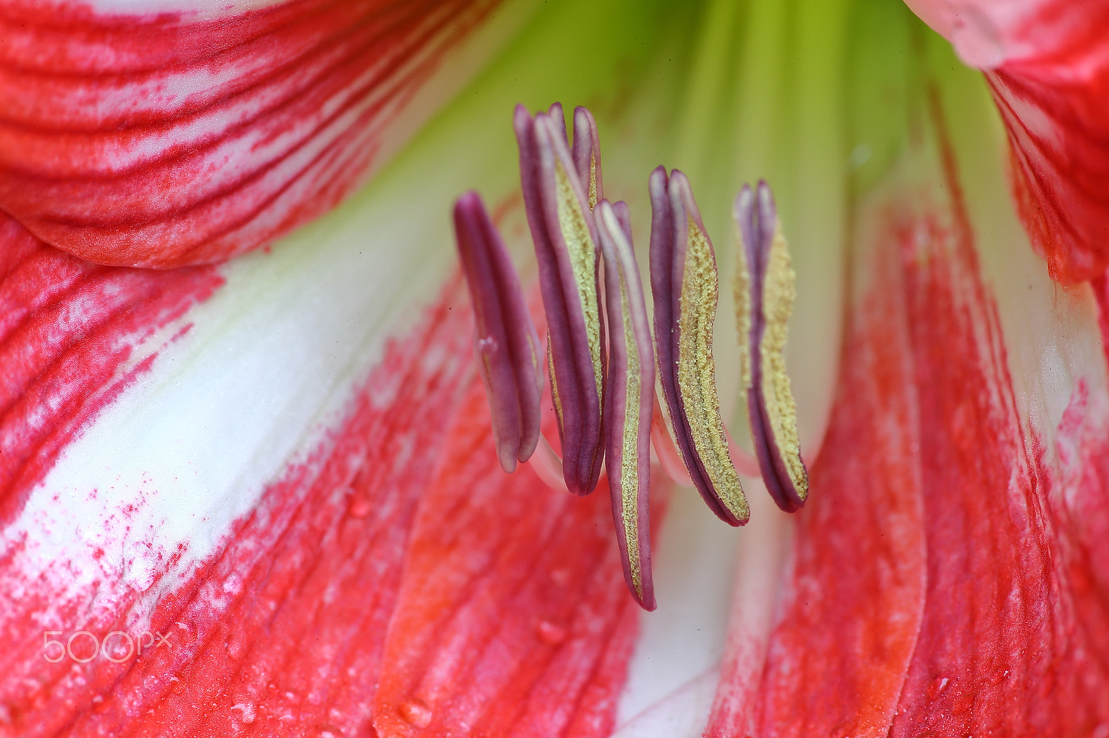 Canon EF 300mm F4L IS USM sample photo. Bs3p5953.jpg photography