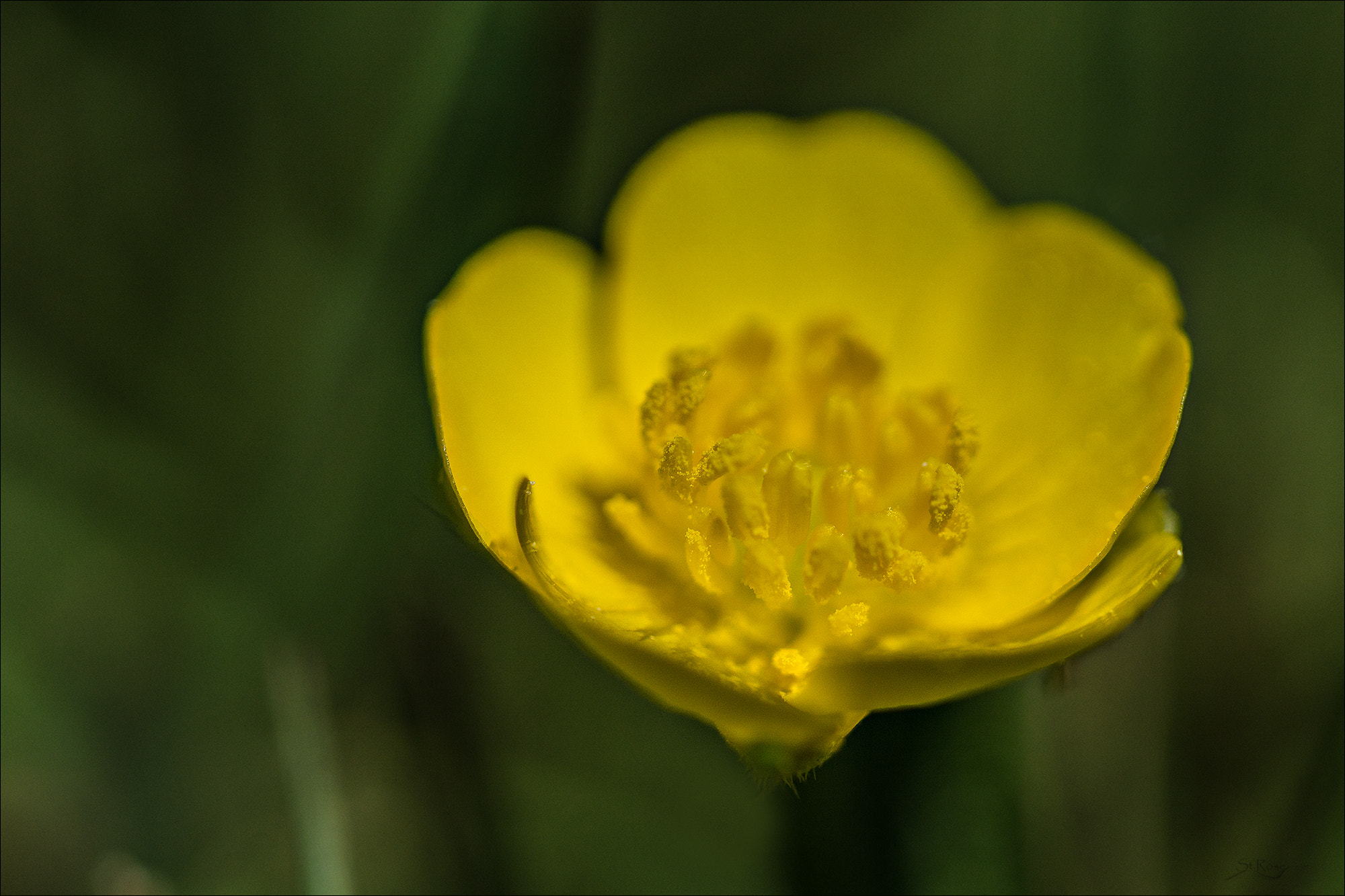 Sony a6000 + 90mm F2.8 Macro SSM sample photo. Buttercup photography