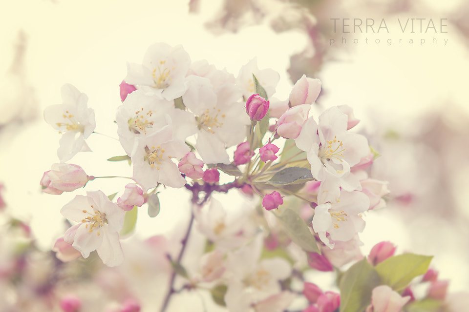 Nikon AF-S Micro-Nikkor 60mm F2.8G ED sample photo. Cherry blossoms tvp photography
