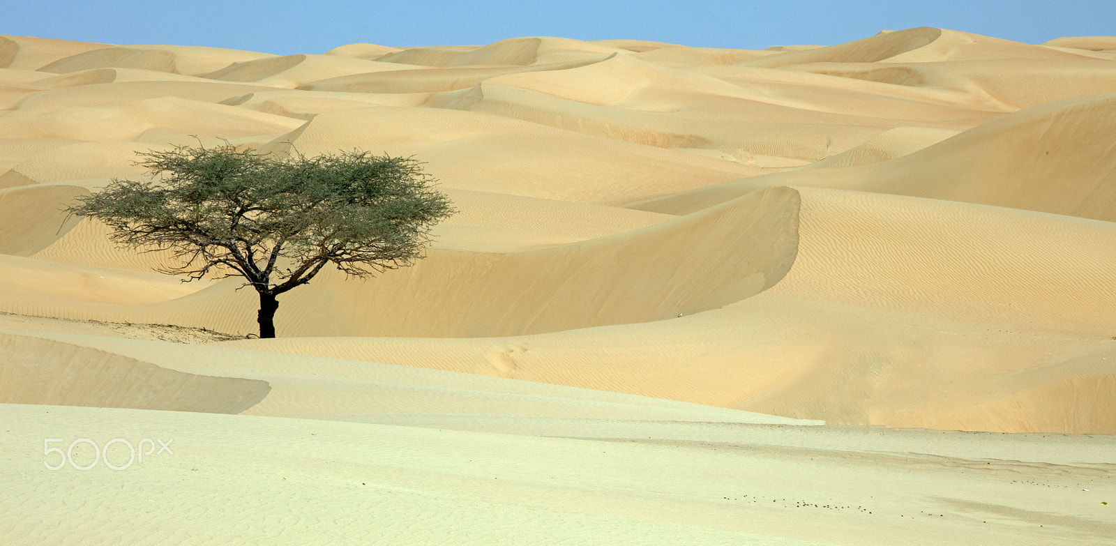 Canon EOS 5DS + Canon EF 70-200mm F4L USM sample photo. One tree in the dunes photography