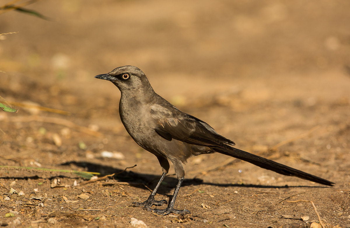 Nikon D7100 + Nikon AF-S Nikkor 600mm F4G ED VR sample photo. Ashy starling photography