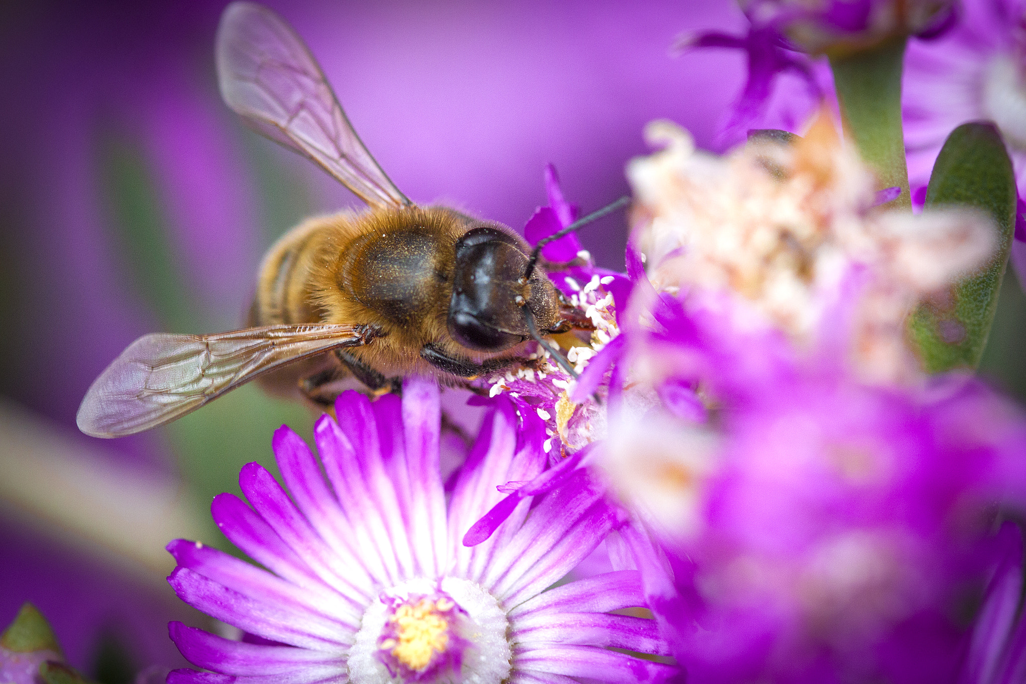Sigma 105mm F2.8 EX DG OS HSM sample photo. Abeja photography