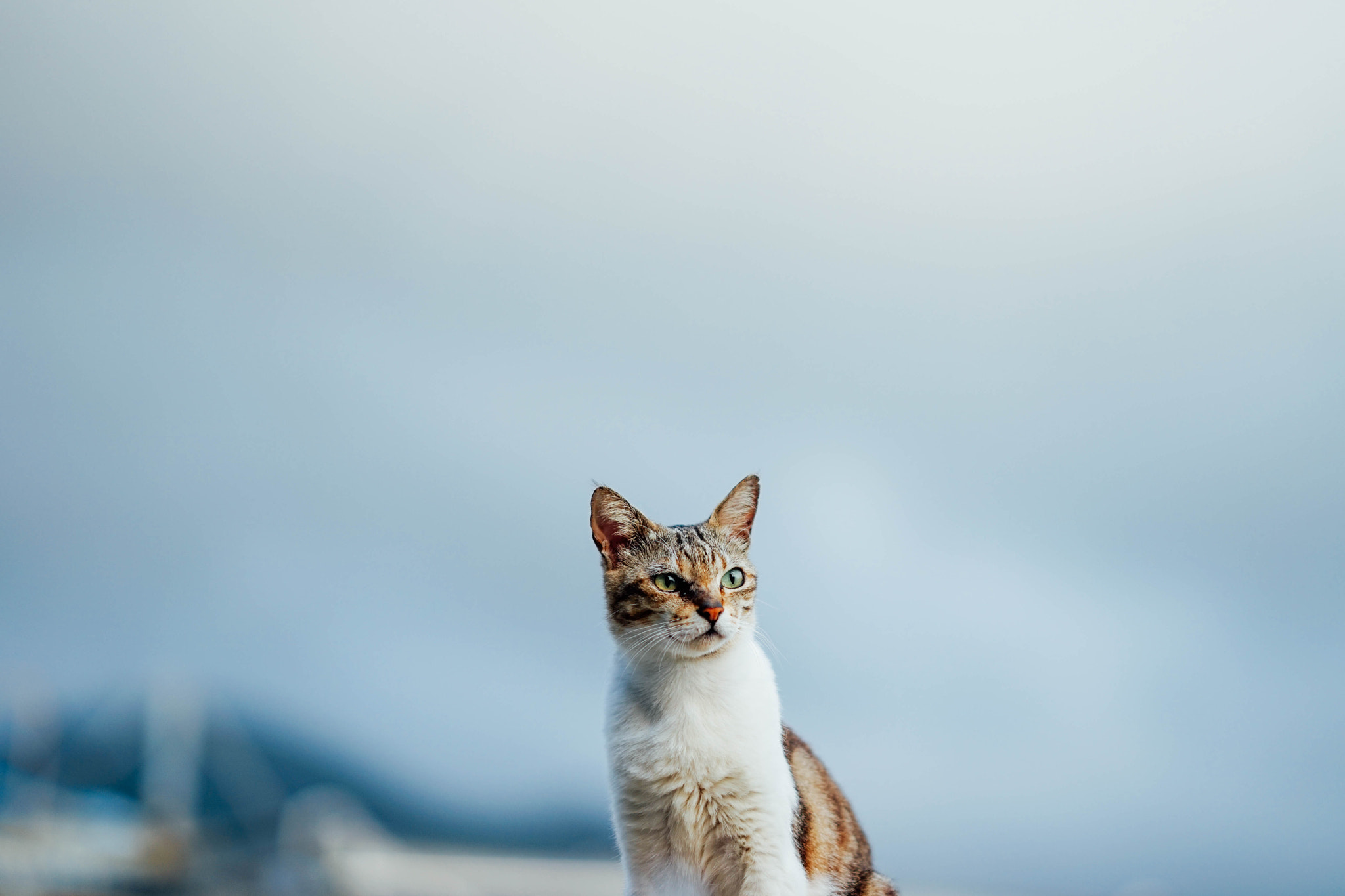 Sony a7 + Sony FE 85mm F1.4 GM sample photo. Cat and sky photography