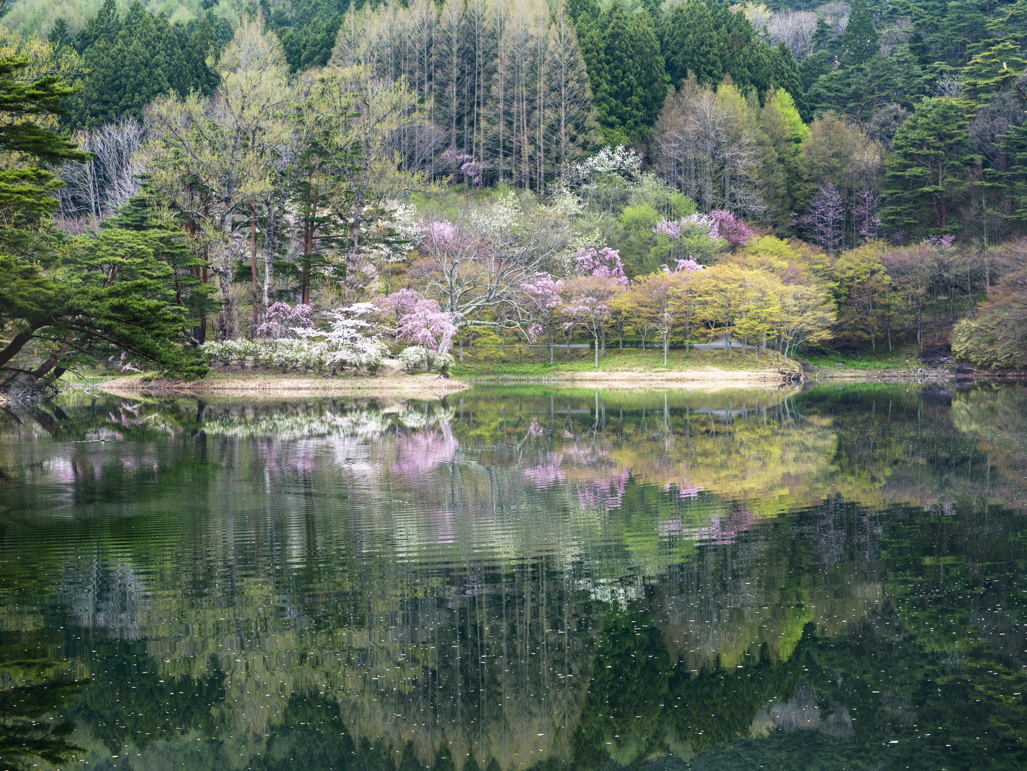 Panasonic Lumix DMC-GX7 sample photo. Spring reflection photography