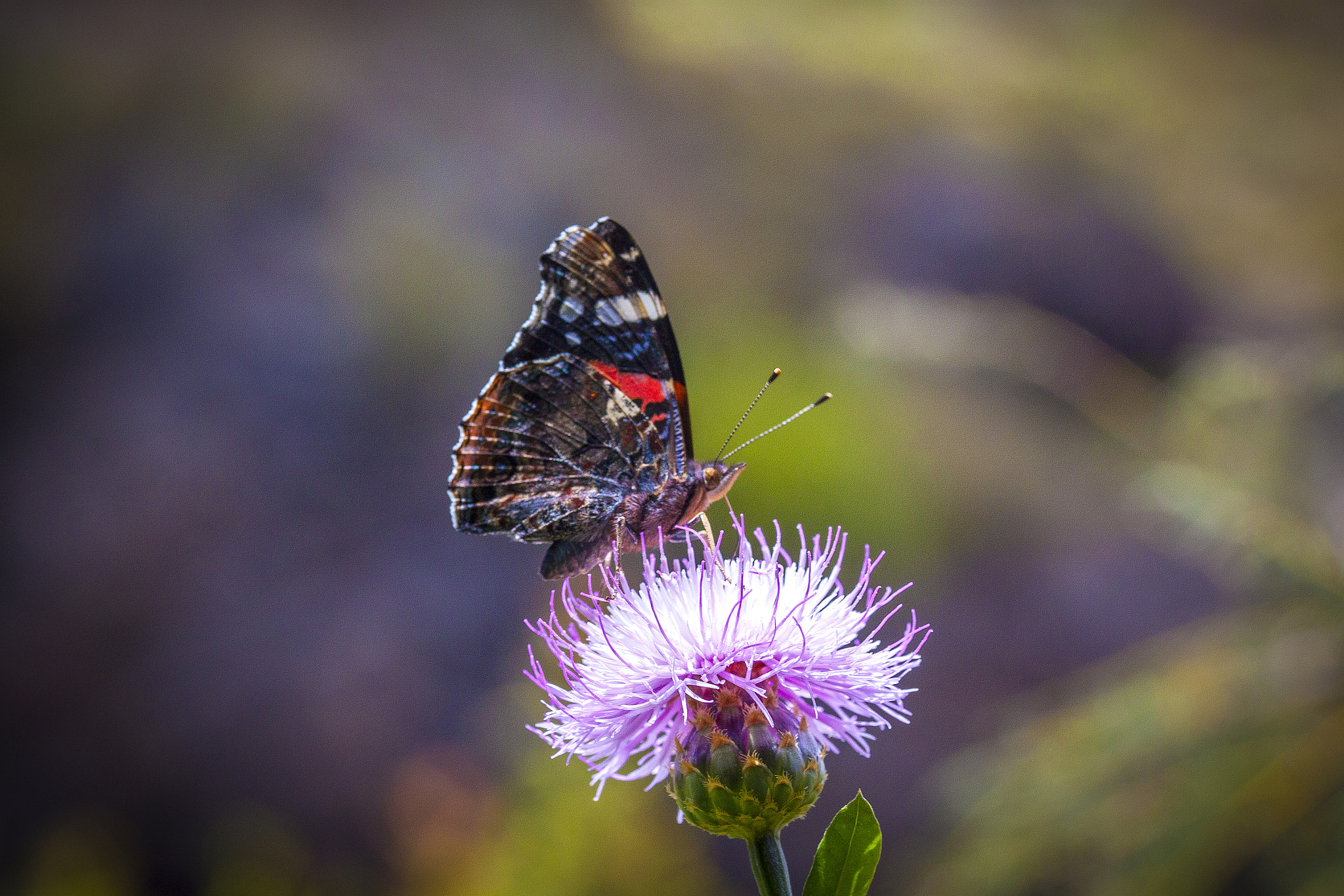 Sigma 105mm F2.8 EX DG OS HSM sample photo. Mariposa photography