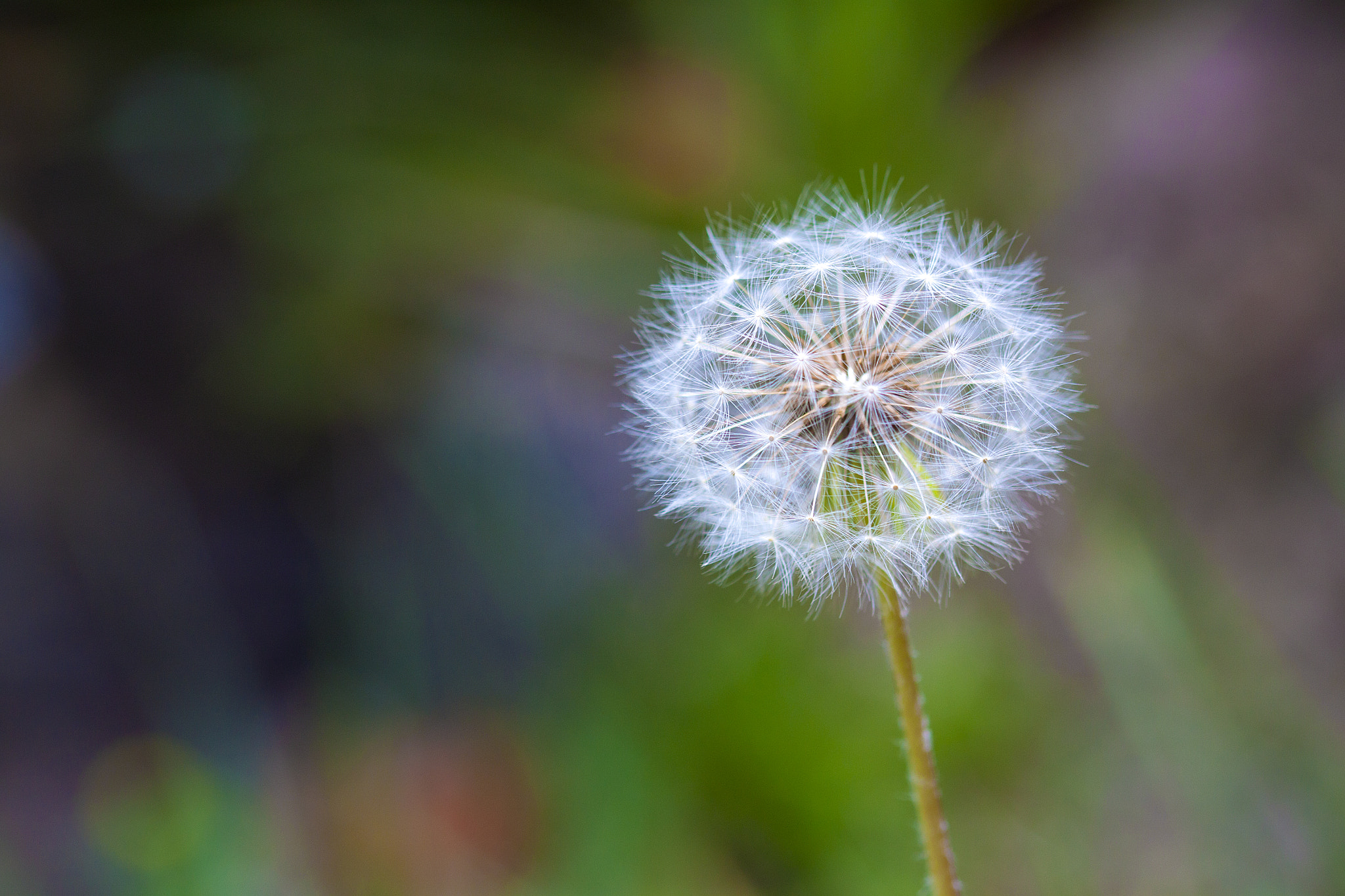 Sigma 105mm F2.8 EX DG OS HSM sample photo. Diente de leon 02 photography