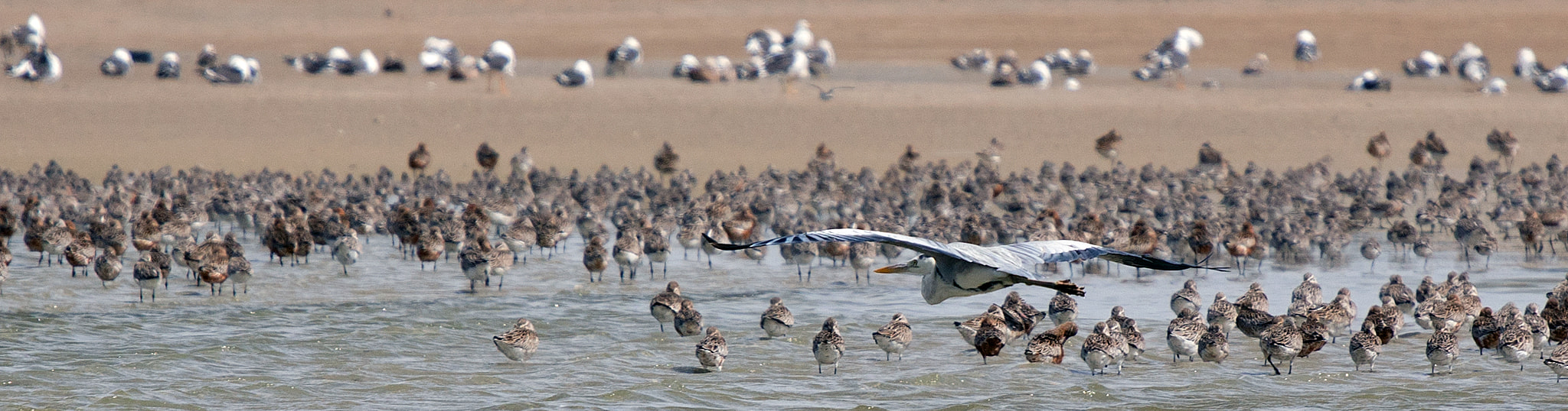 Canon EOS 5DS + Canon EF 70-200mm F4L USM sample photo. Pelican flying bank dárguin photography