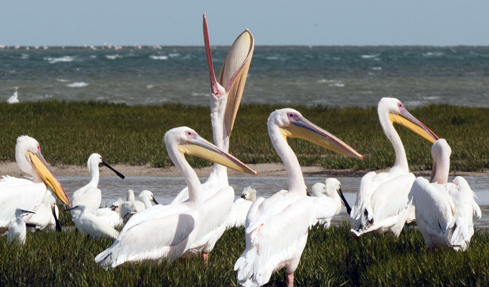 Canon EOS 5DS + Canon EF 70-200mm F4L USM sample photo. Pelican mouth open photography