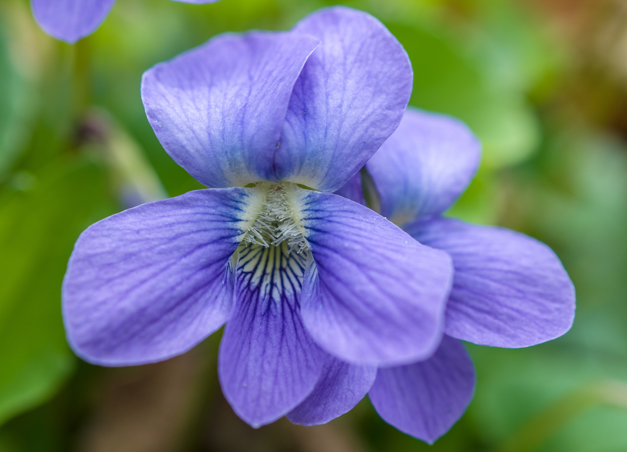 Sony DT 30mm F2.8 Macro SAM sample photo