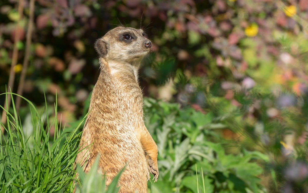 Olympus Zuiko Digital ED 70-300mm F4.0-5.6 sample photo. Suricate photography