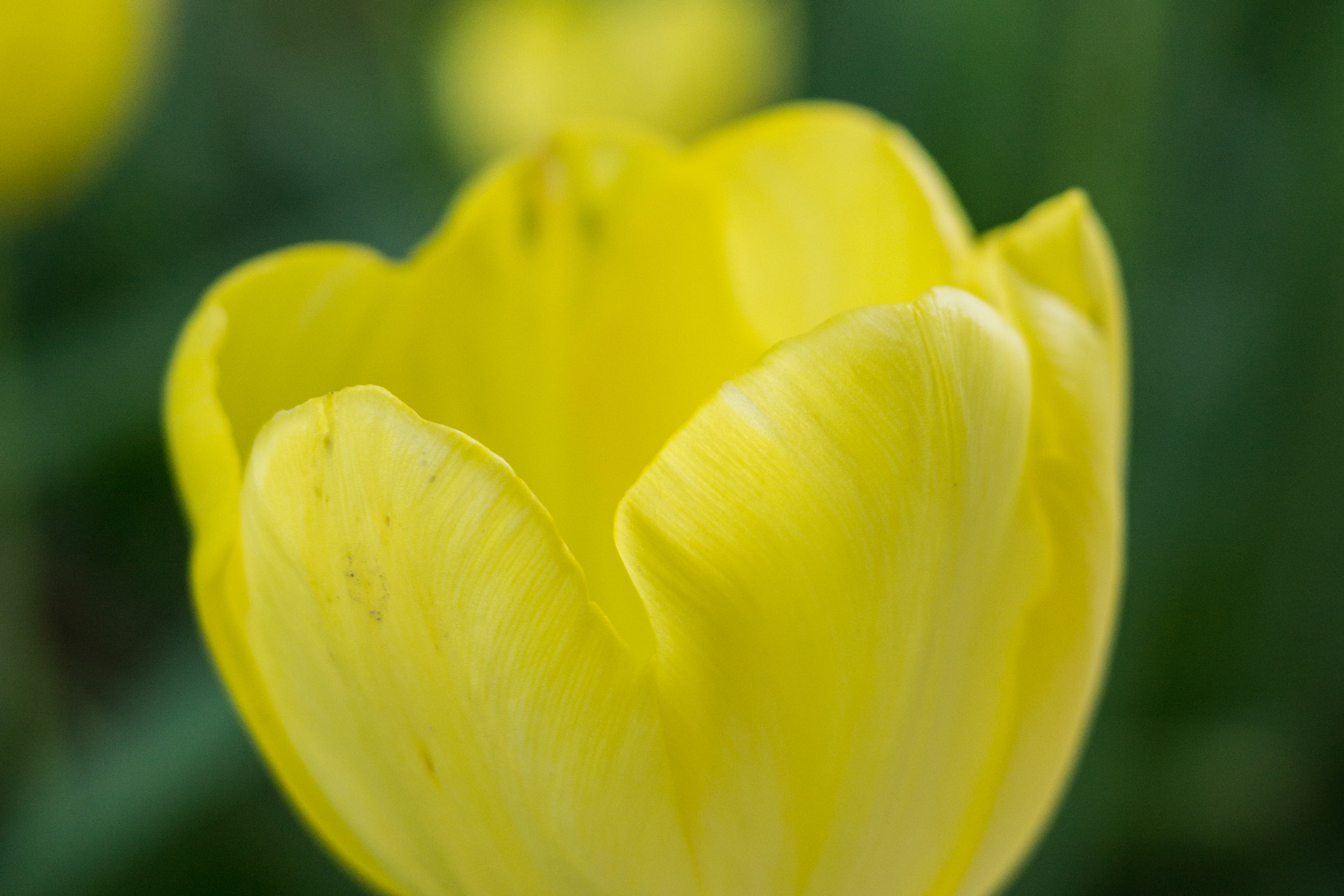 Sony SLT-A77 + Sony 50mm F1.4 sample photo. Yellow tulip photography