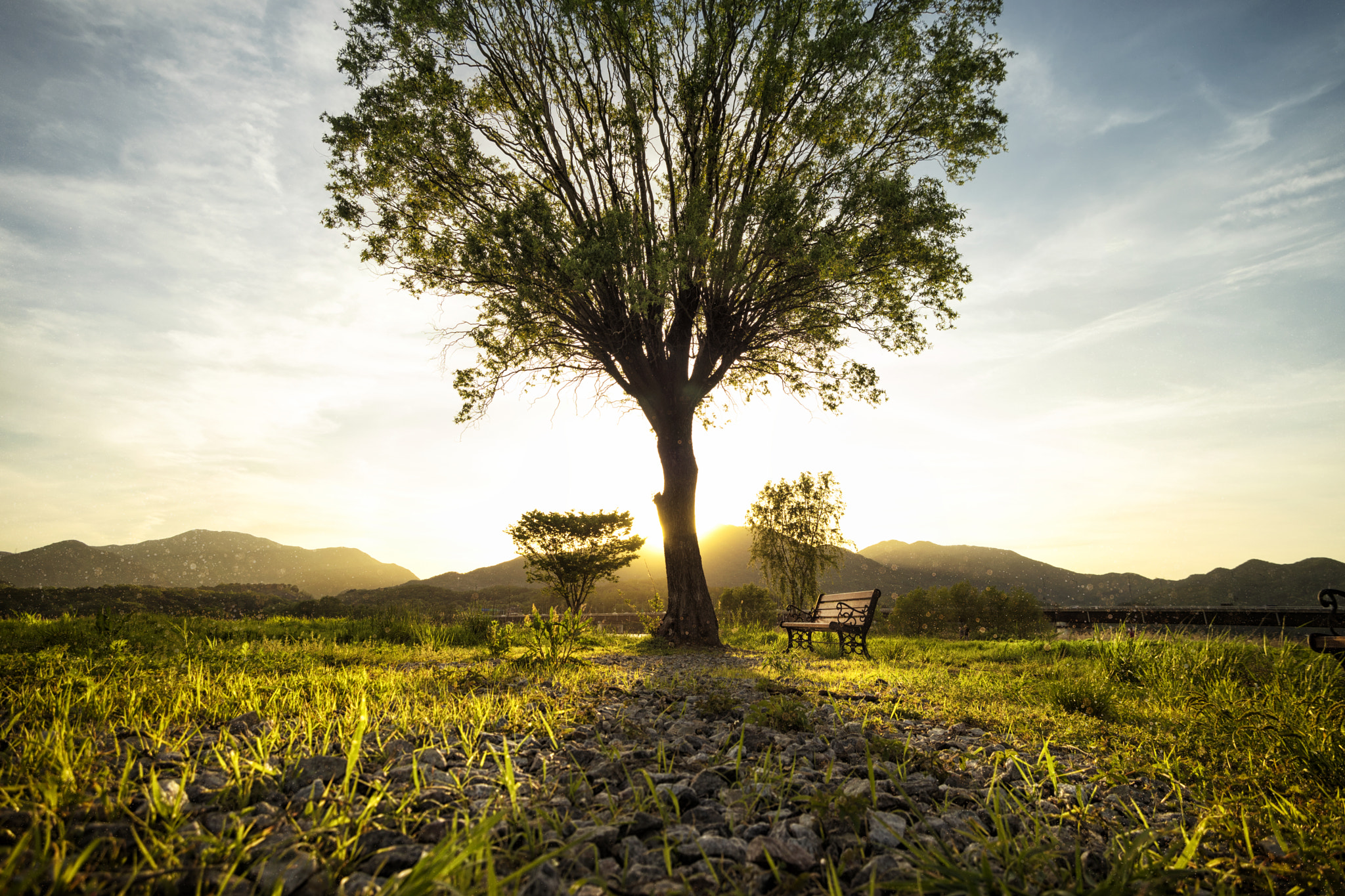 Sony a7 + Minolta AF 28-85mm F3.5-4.5 New sample photo. Near the sunlight tree photography