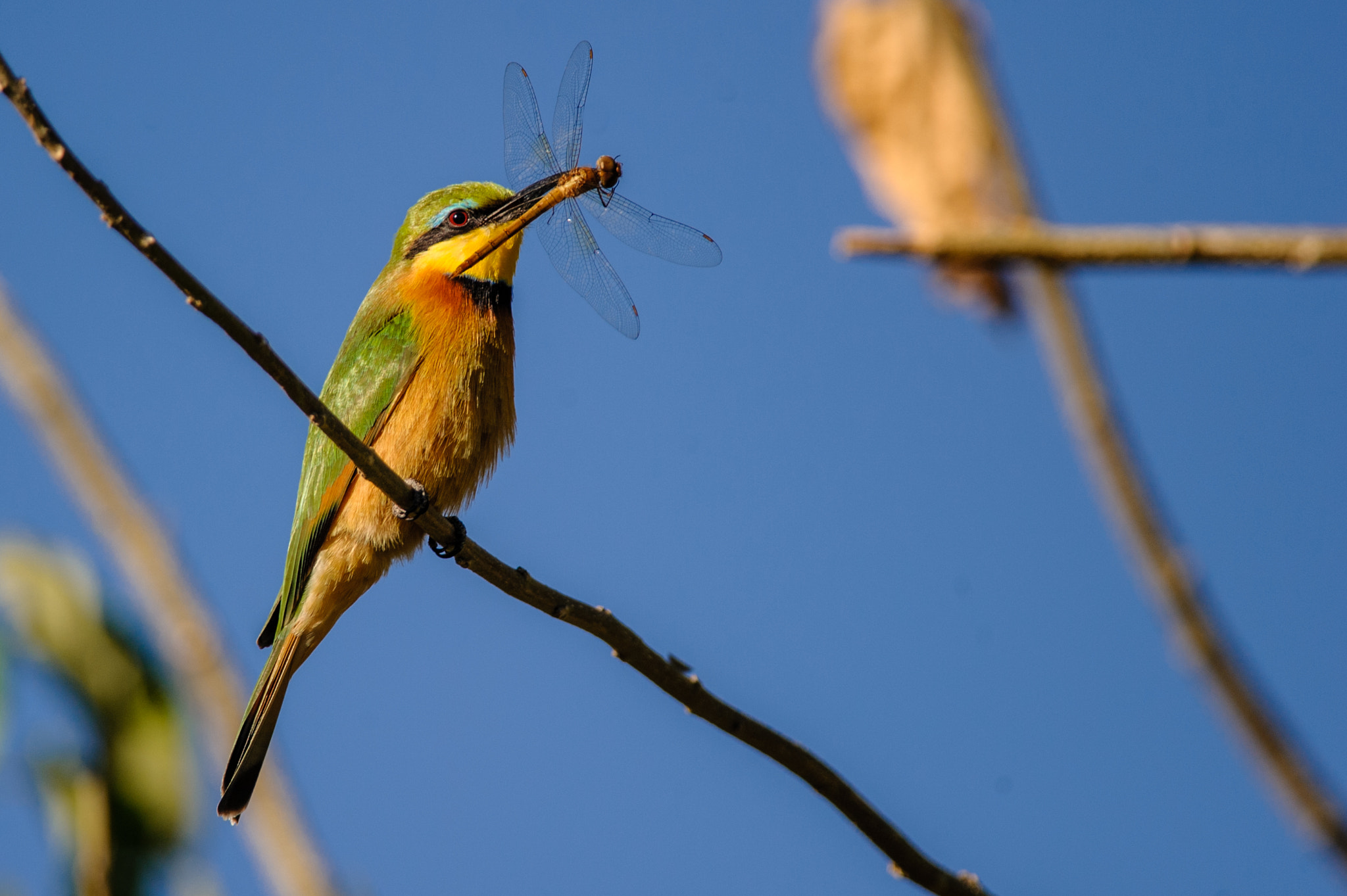 Nikon D700 + Nikon AF-S Nikkor 300mm F4D ED-IF sample photo. Little bee-eater  with prey photography