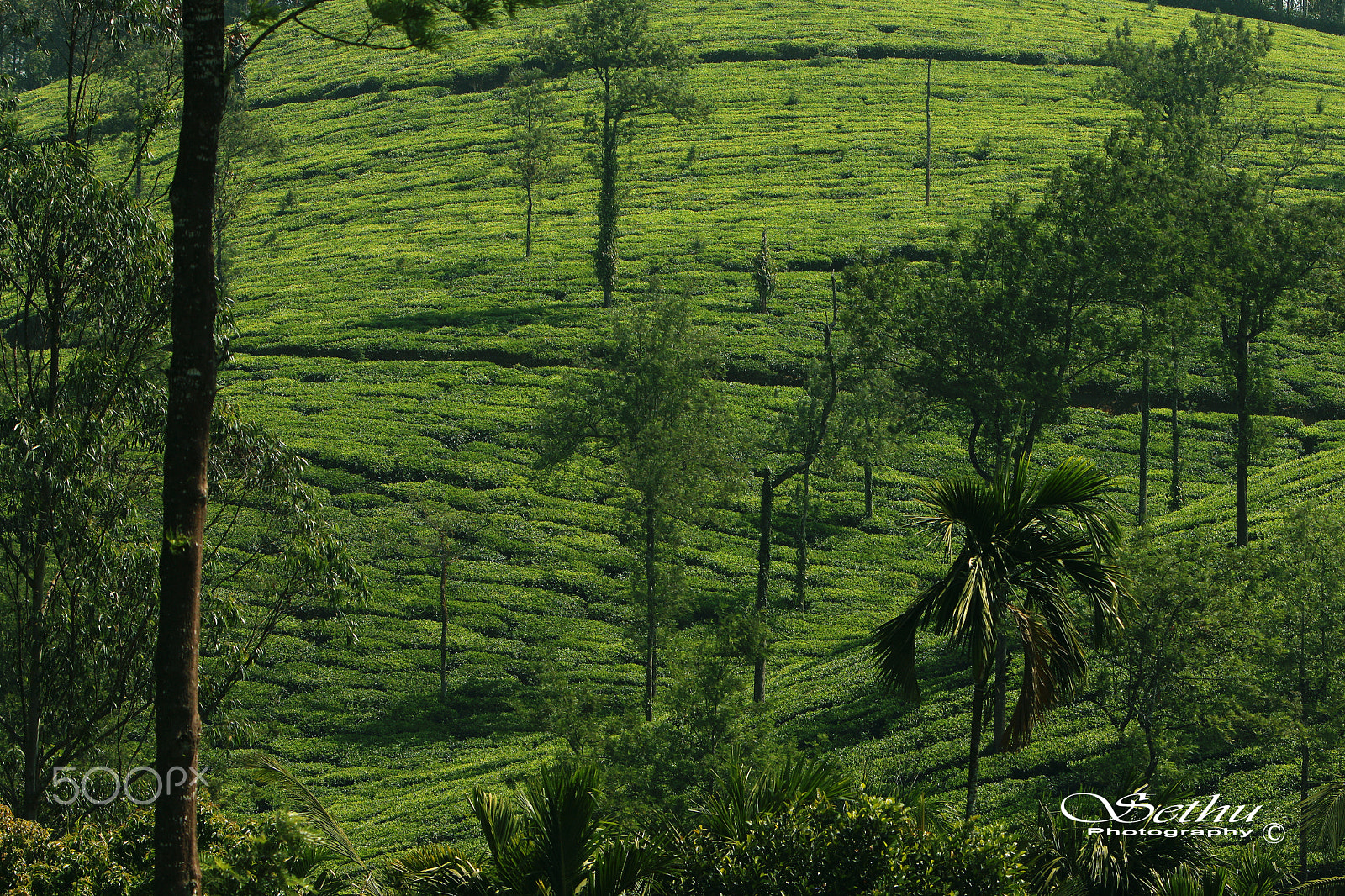 Canon EF 70-200mm F2.8L IS USM sample photo. Sethu photography