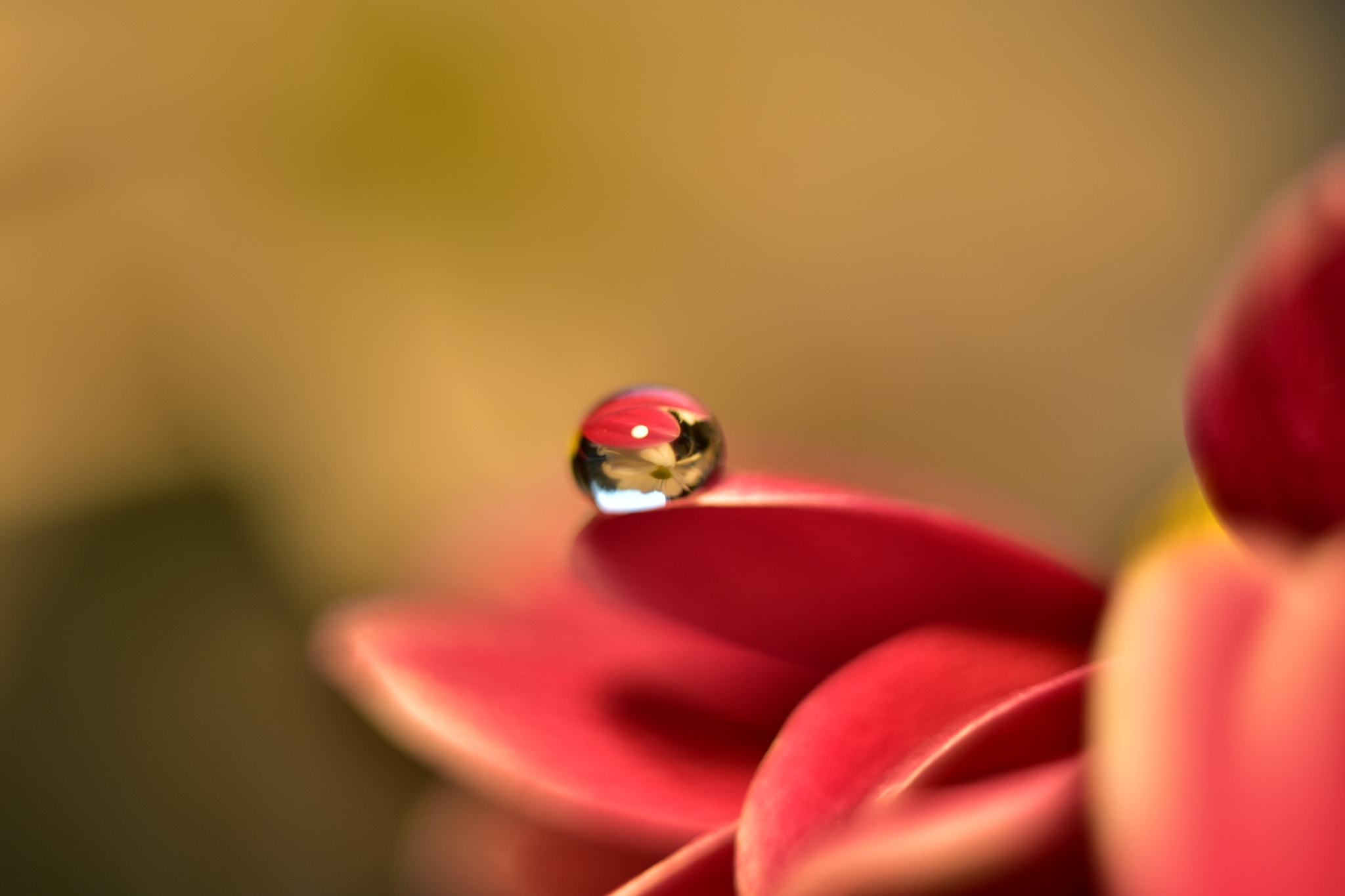Manual Lens No CPU sample photo. Flower in a drop 3 photography