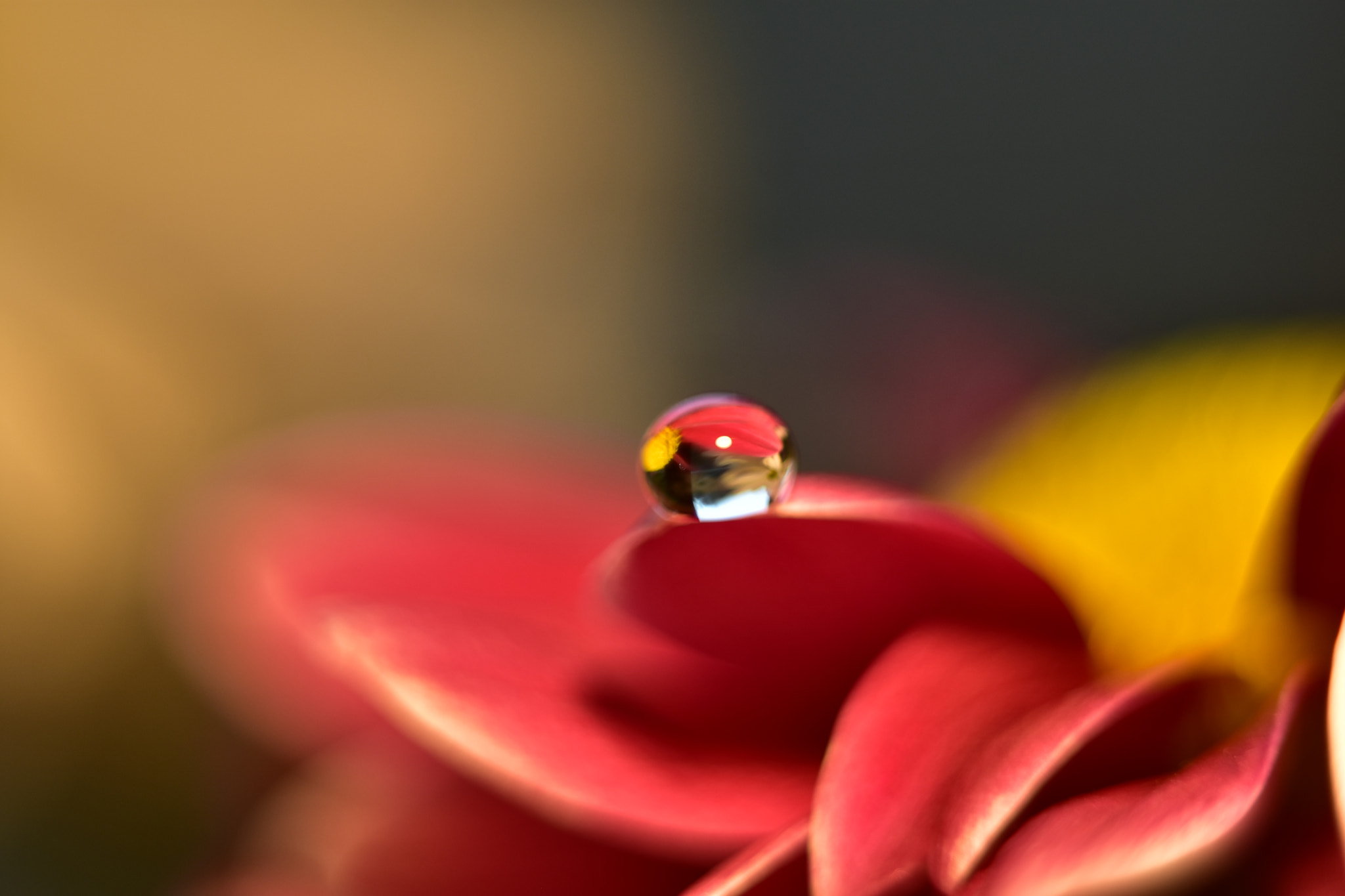 Manual Lens No CPU sample photo. Flower in a drop 4 photography