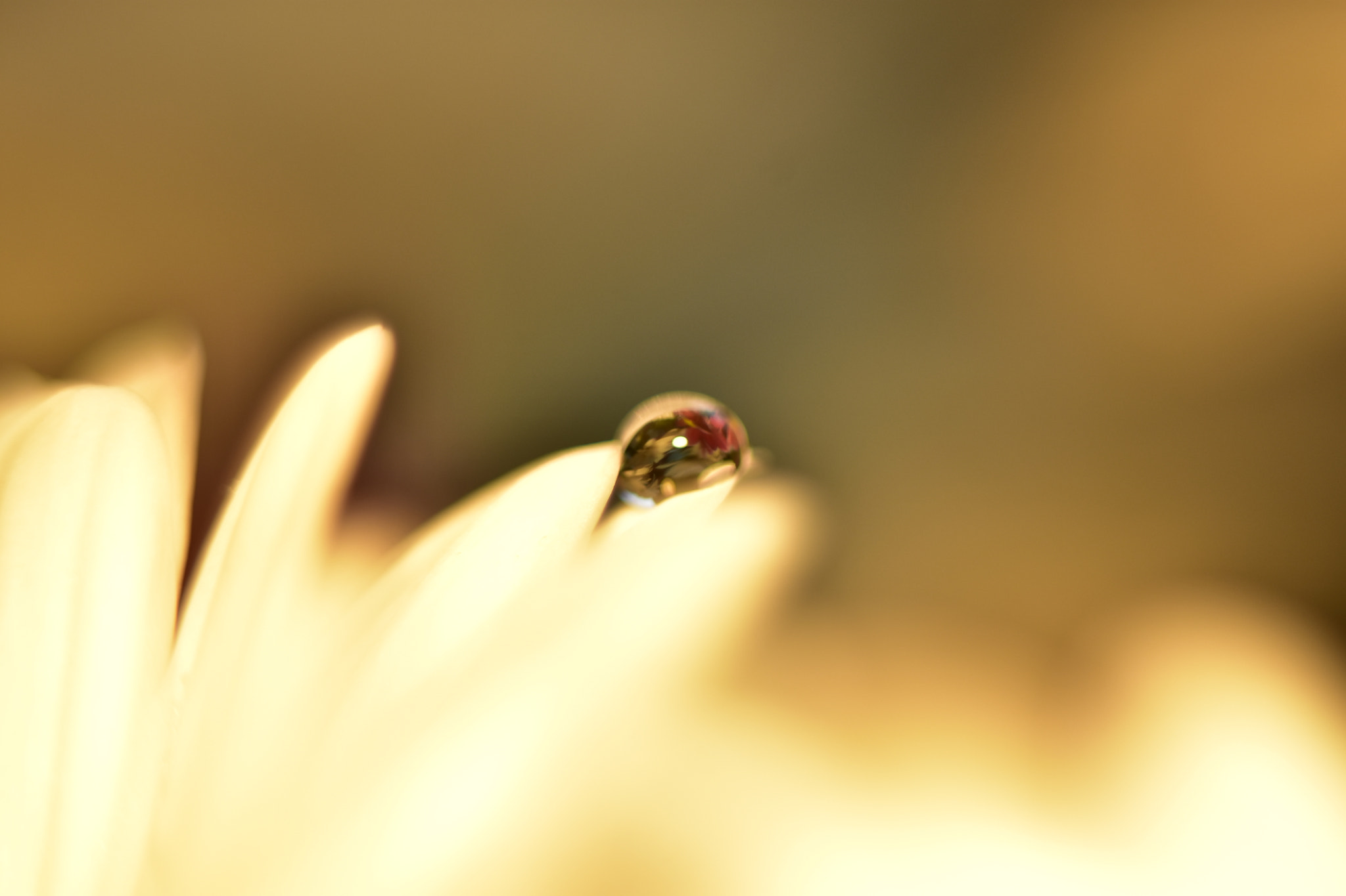 Manual Lens No CPU sample photo. Flower in a drop 4 photography