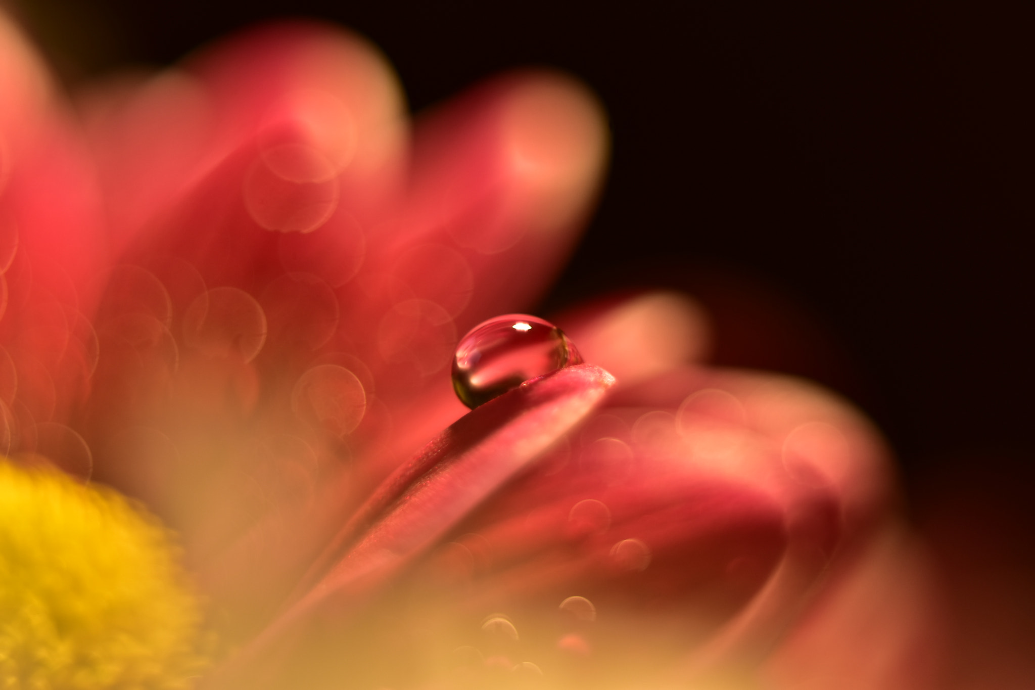 Manual Lens No CPU sample photo. Drops photography
