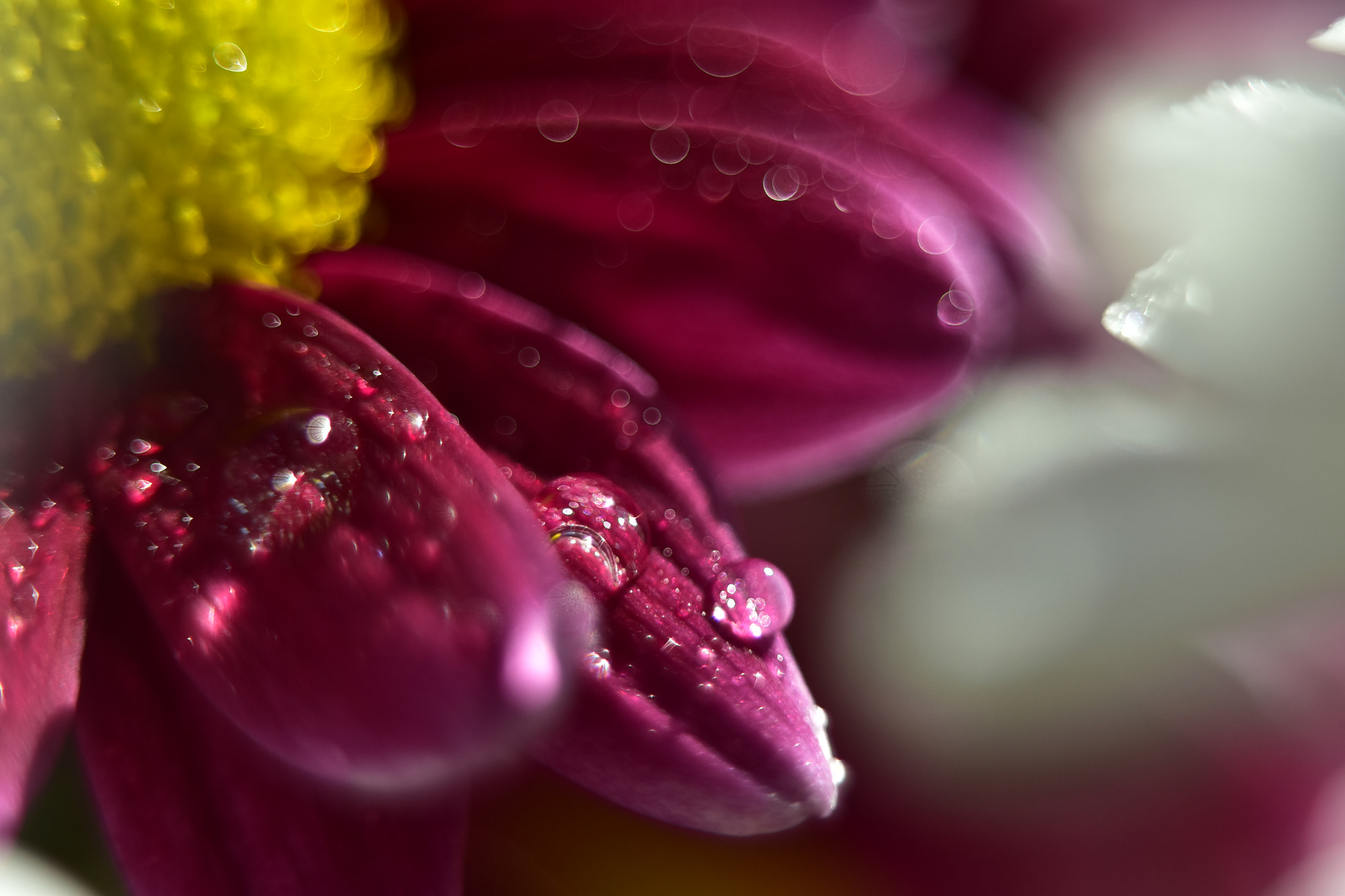 Manual Lens No CPU sample photo. Drops photography