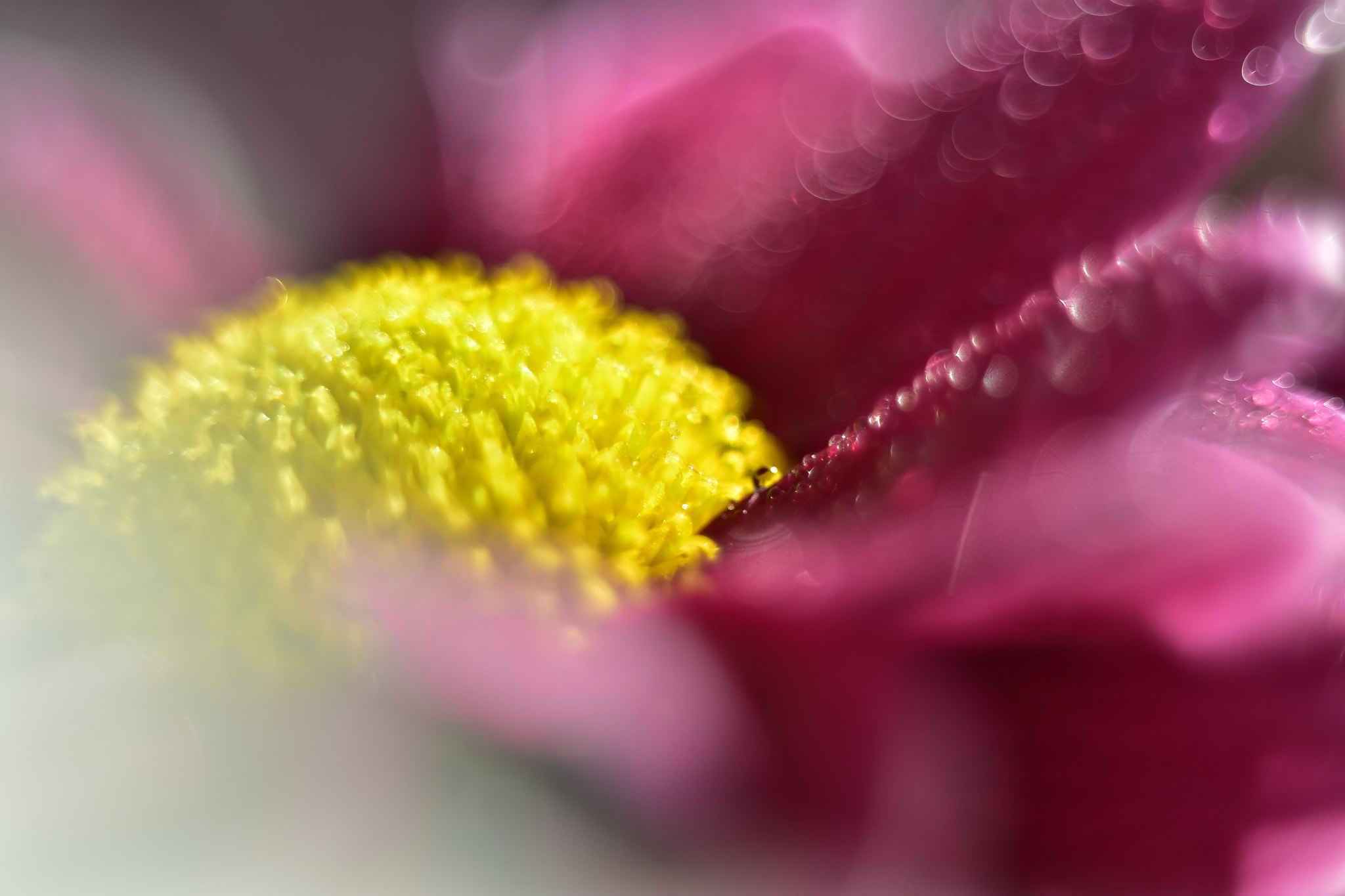 Manual Lens No CPU sample photo. Drops photography