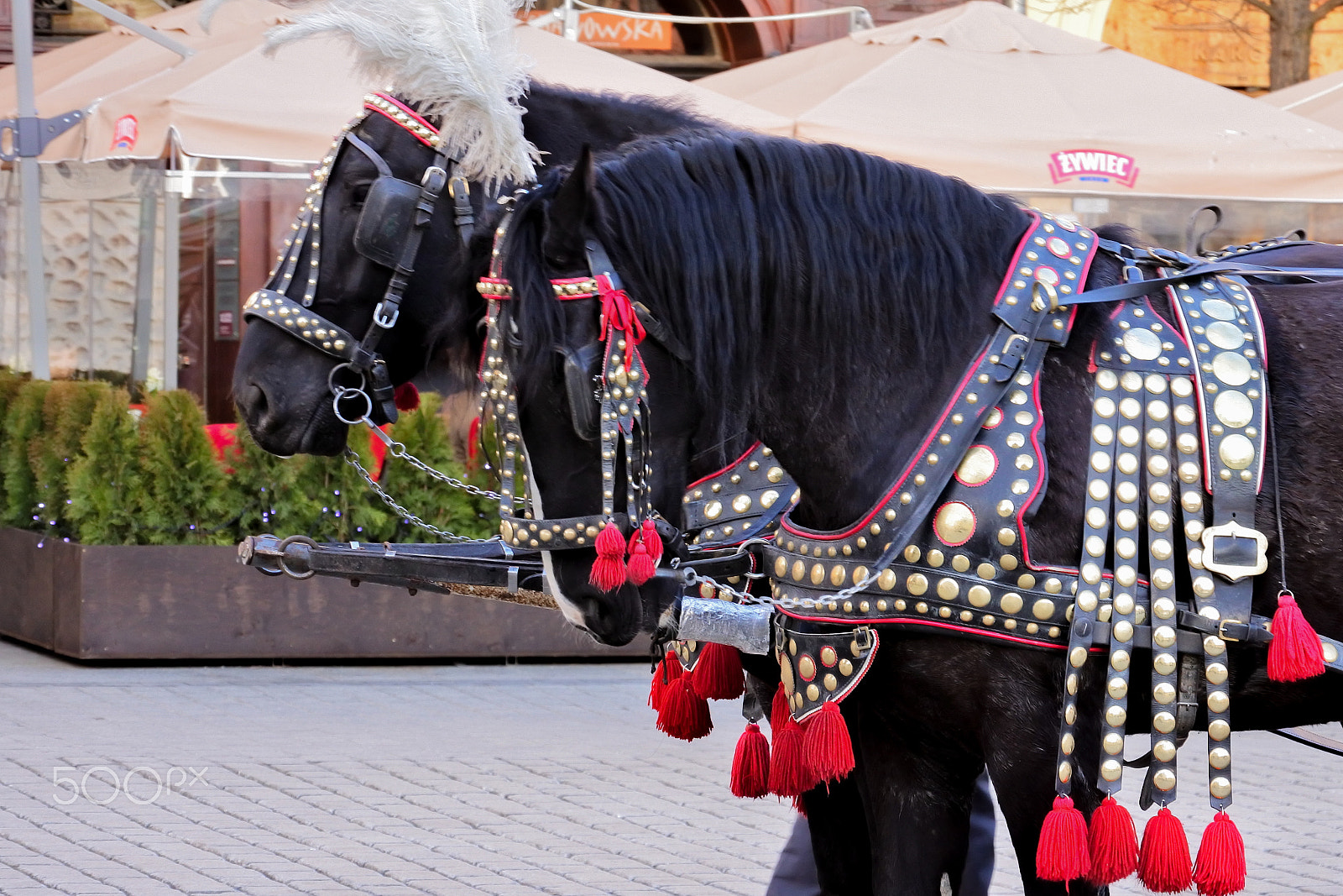Nikon 1 Nikkor VR 30-110mm F3.8-5.6 sample photo. Horse drawn carriages in krakow photography