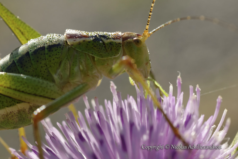 Nikon D610 + Sigma 50mm F2.8 EX DG Macro sample photo. Original photography