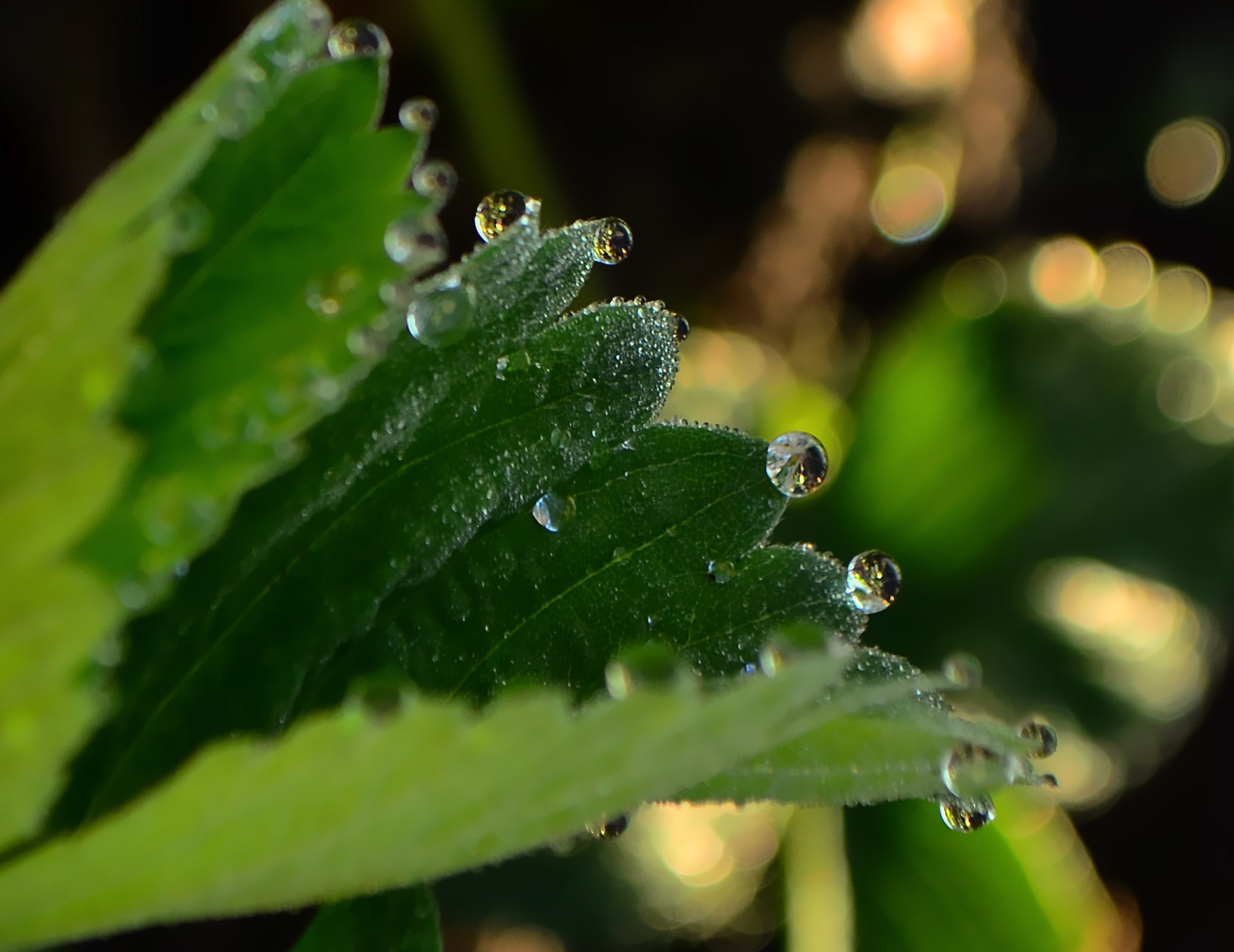 Nikon D5100 + AF Micro-Nikkor 105mm f/2.8 sample photo. Drops photography