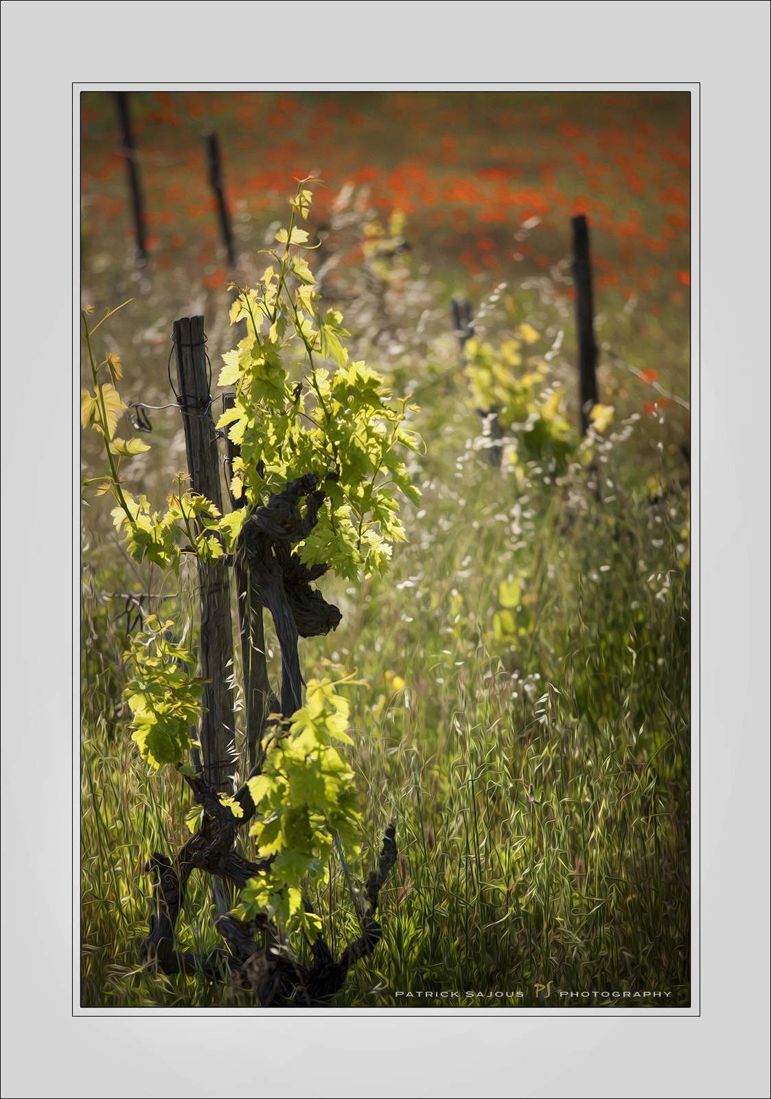 Canon EOS-1Ds Mark III sample photo. Vieille vigne photography