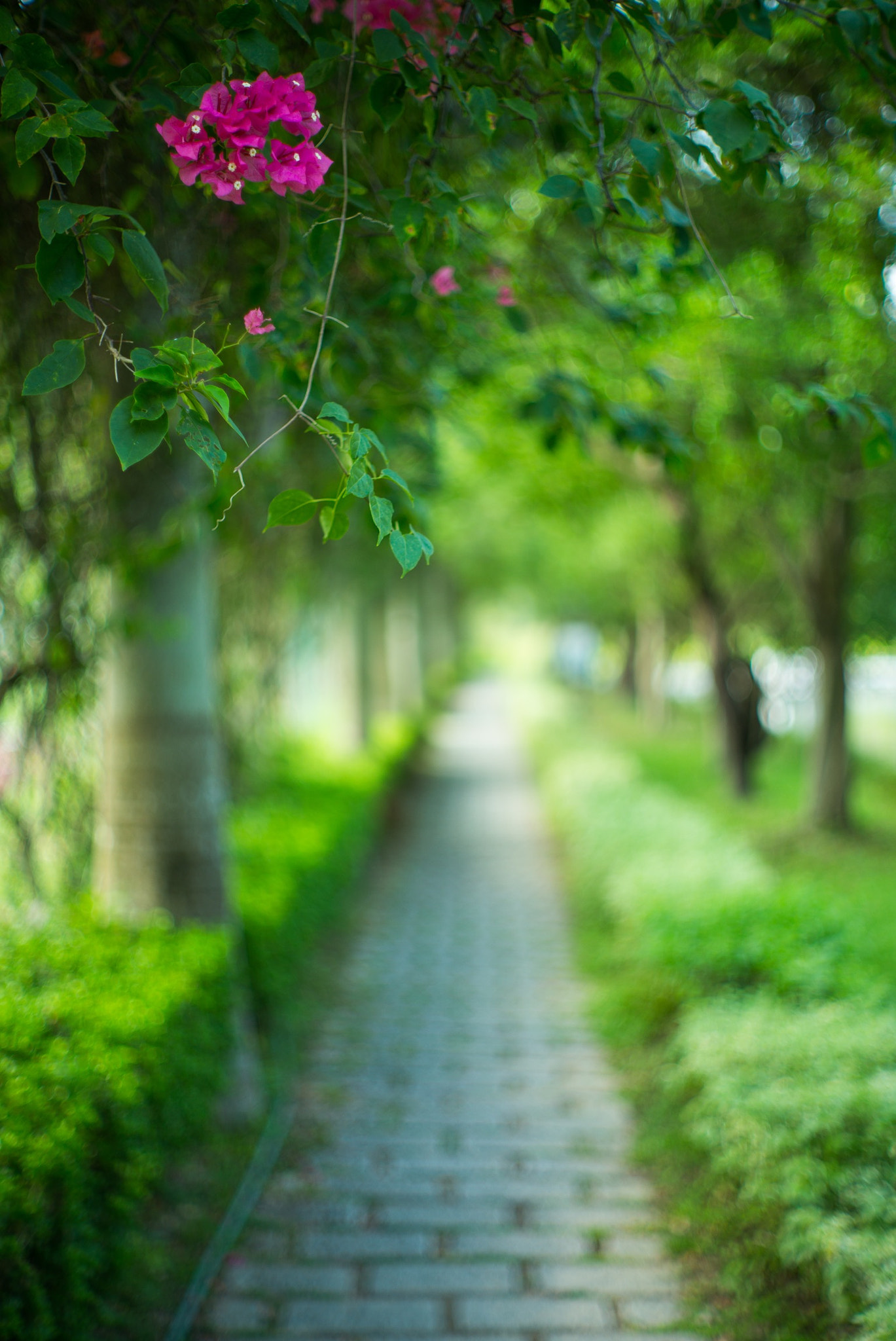 Summilux-M 1:1.4/50 sample photo