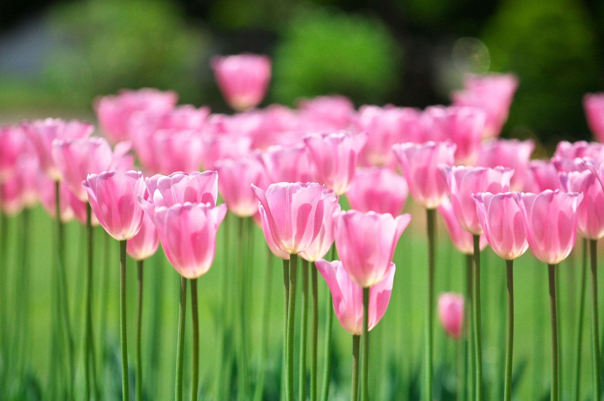 VR 70-200mm F/4.0 G sample photo. Shining tulips photography