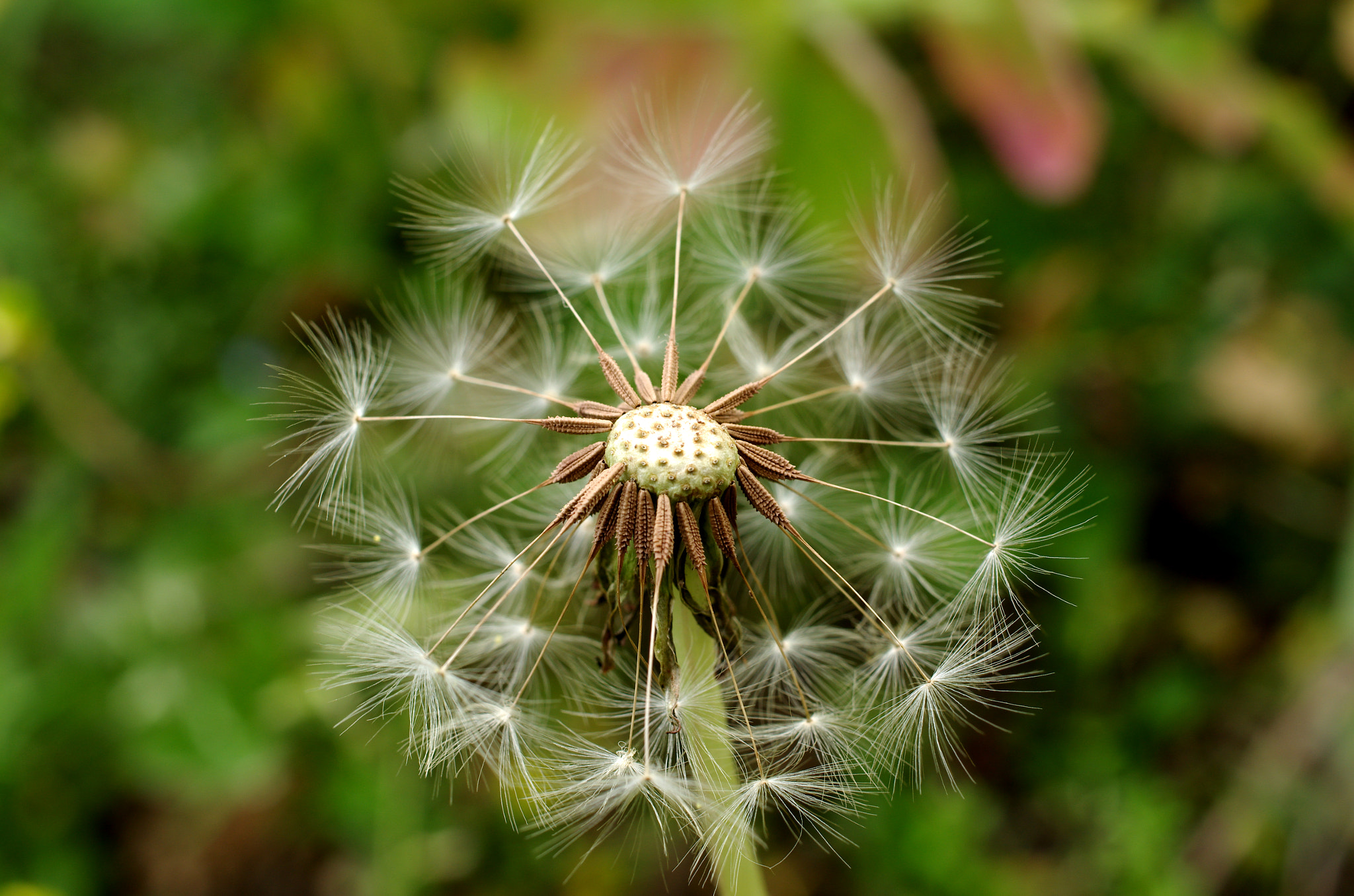 HD Pentax DA 35mm F2.8 Macro Limited sample photo. Dandelion photography