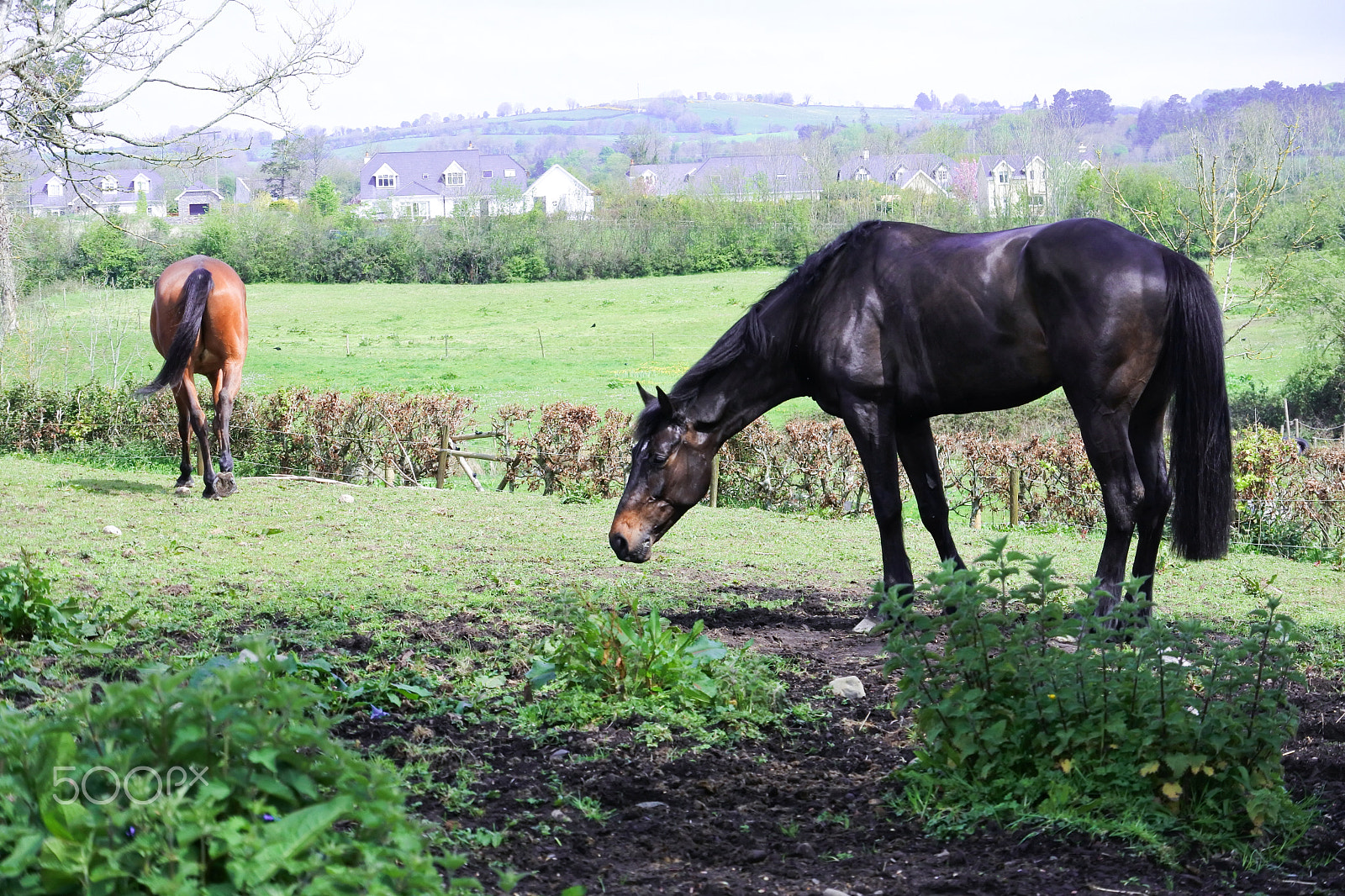 Nikon 1 Nikkor VR 30-110mm F3.8-5.6 sample photo. Joe in the pasture photography