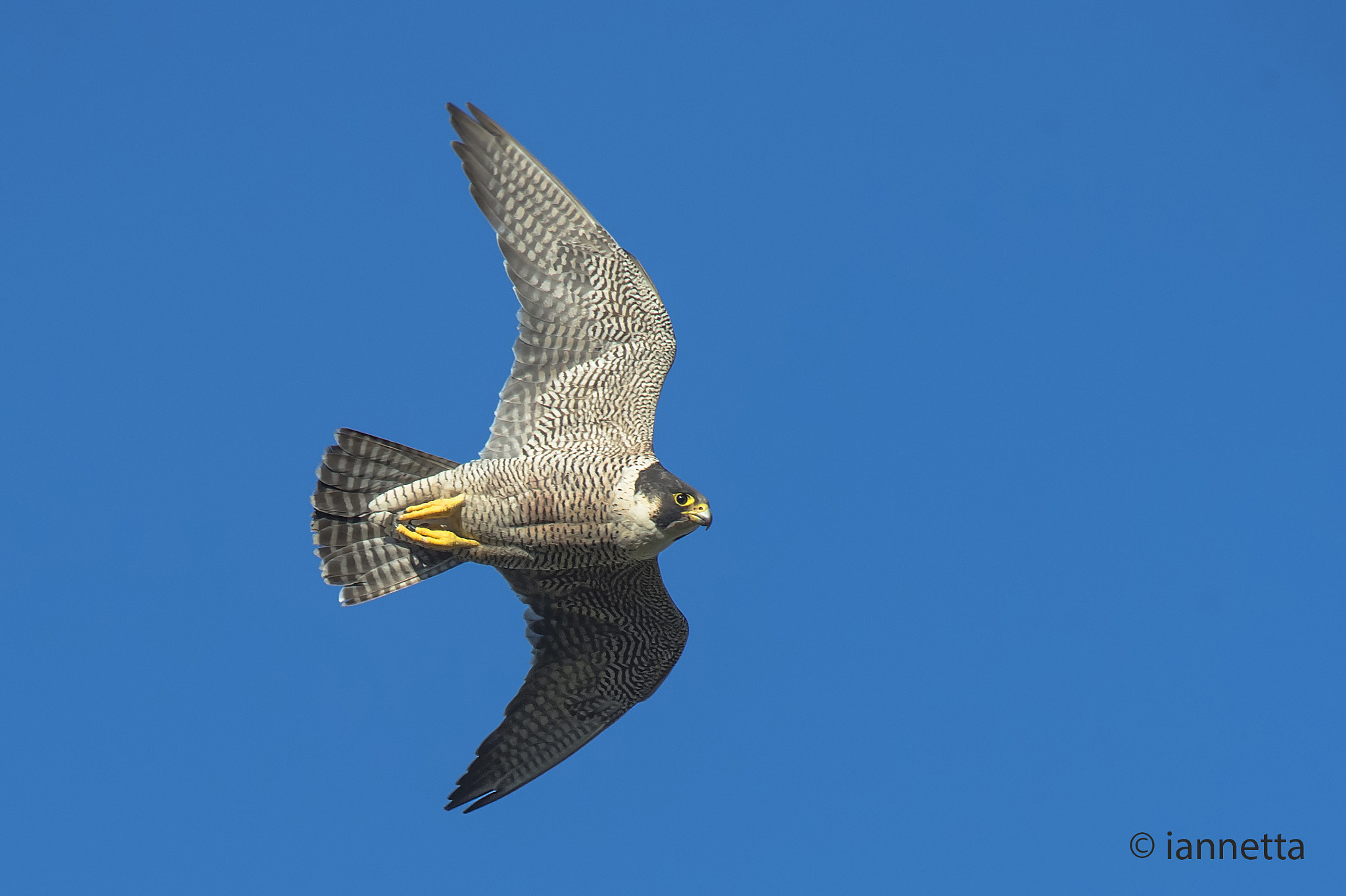 Nikon AF-S Nikkor 400mm F2.8G ED VR II sample photo. Falco pellegrino photography