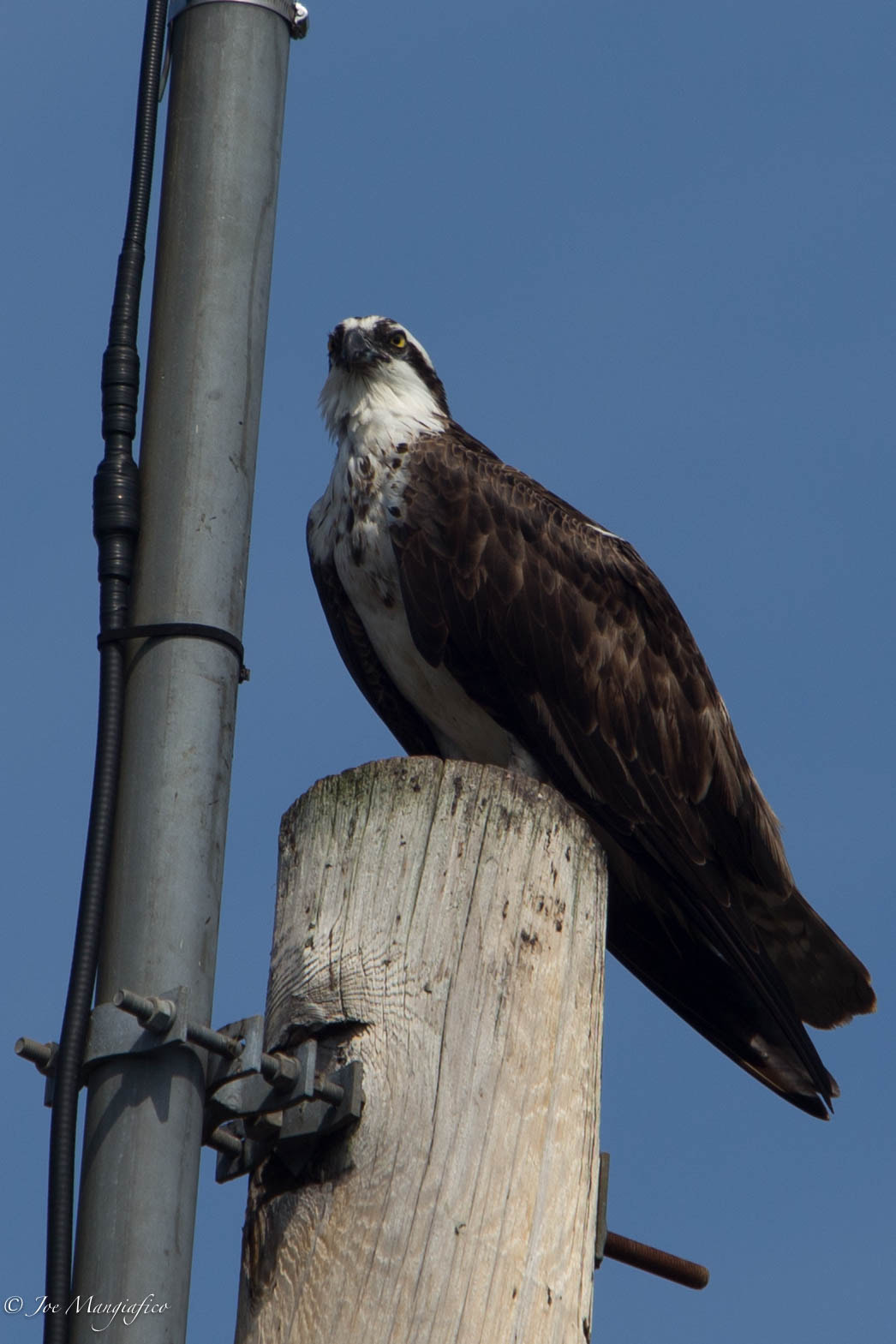 Canon EF 70-200mm F2.8L USM sample photo. Osprey photography