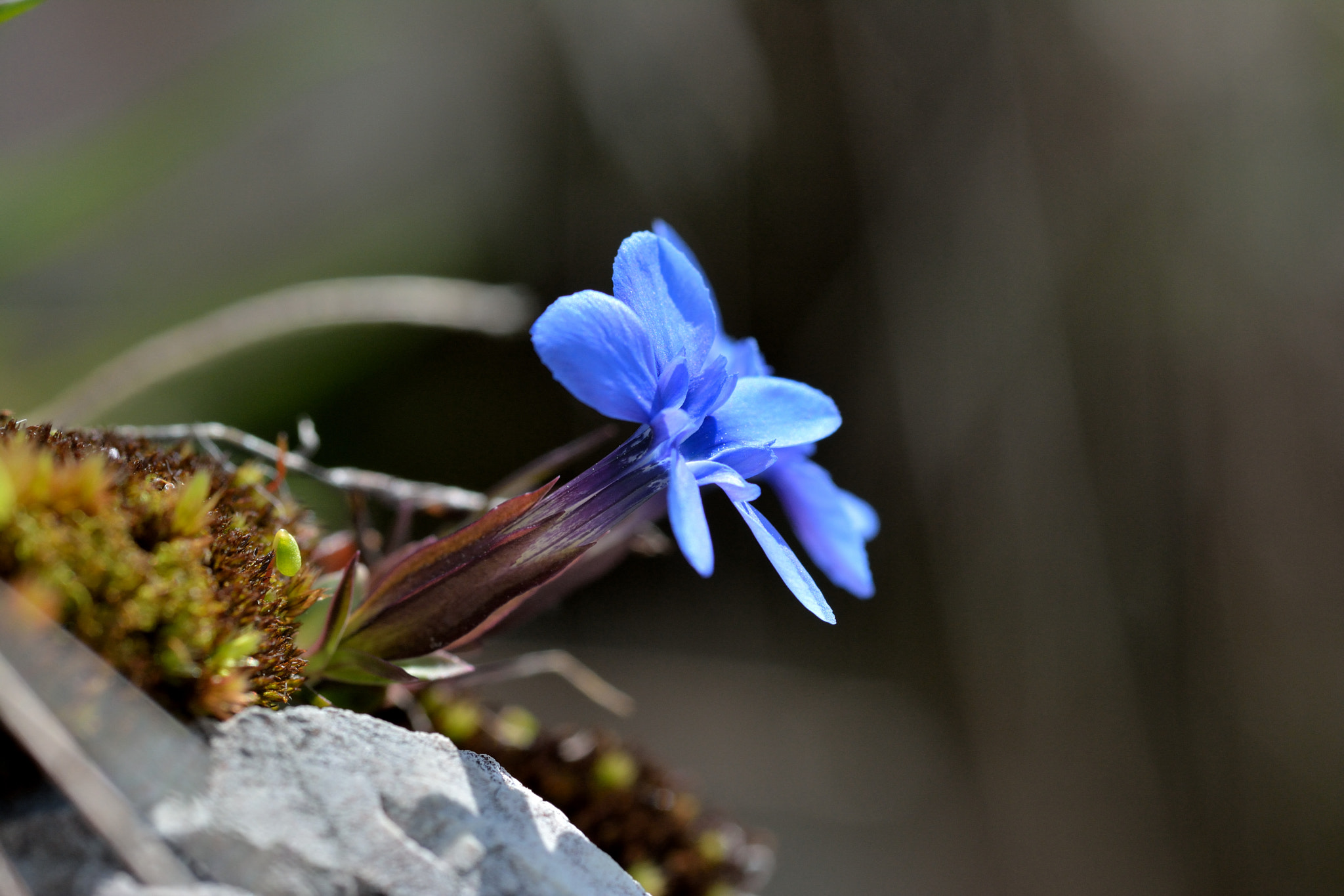 Nikon D7100 + Sigma 105mm F2.8 EX DG Macro sample photo. Genzianella photography