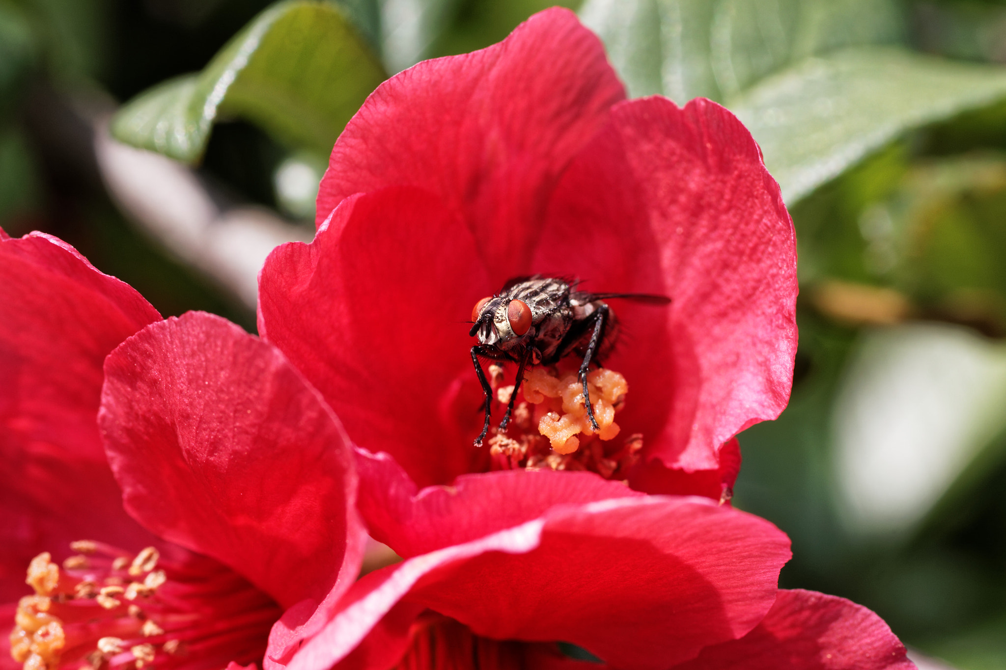 Canon EOS 50D + Canon EF 50mm F2.5 Macro sample photo. Fly photography