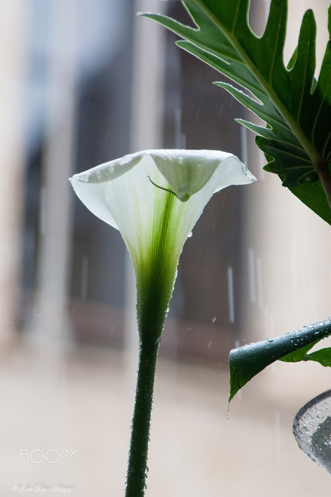 Canon EOS 450D (EOS Rebel XSi / EOS Kiss X2) sample photo. Lily in the rain photography