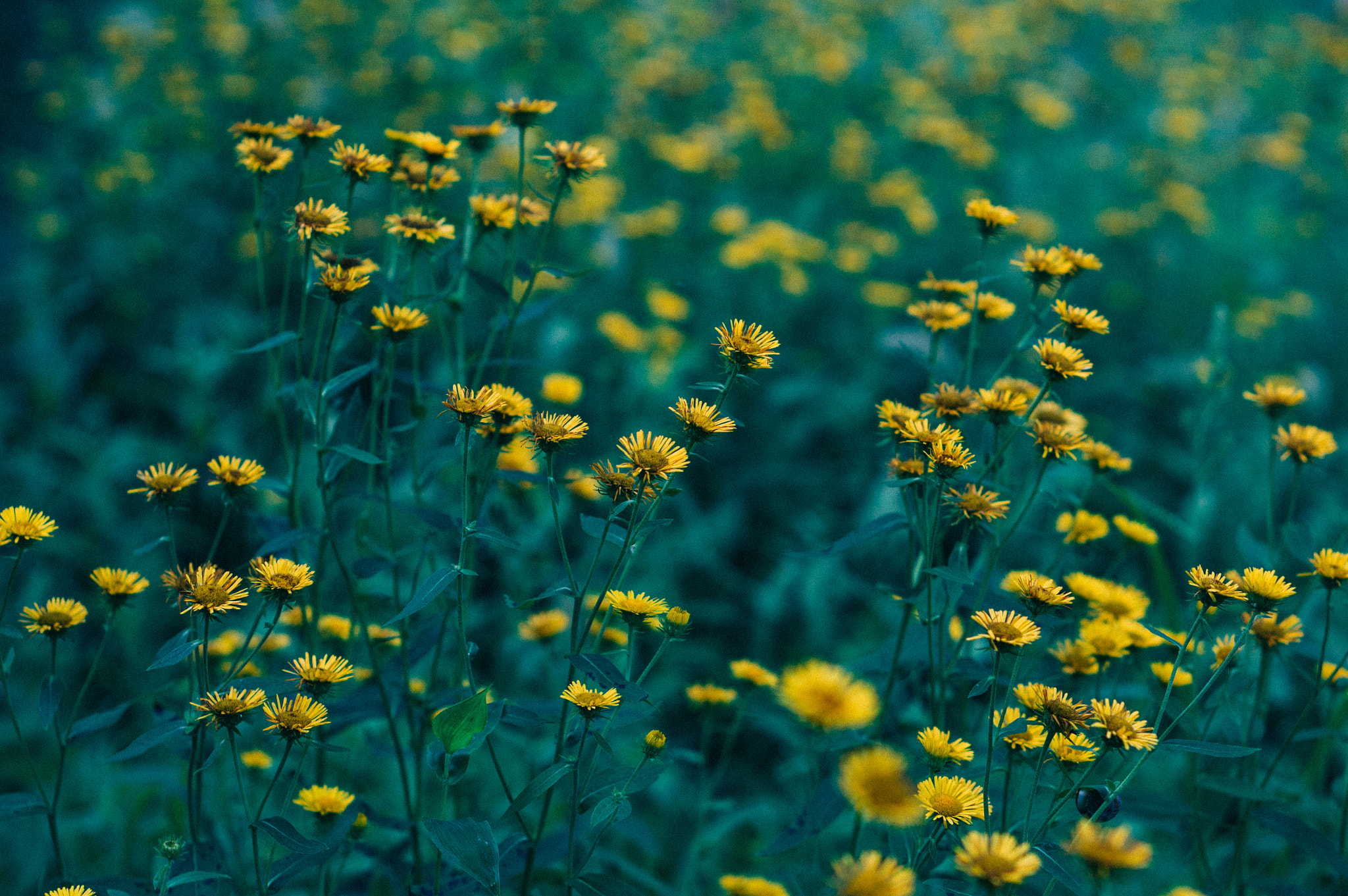 Sony Alpha NEX-5T + E 50mm F1.8 OSS sample photo. Yellow flowers in the dream photography