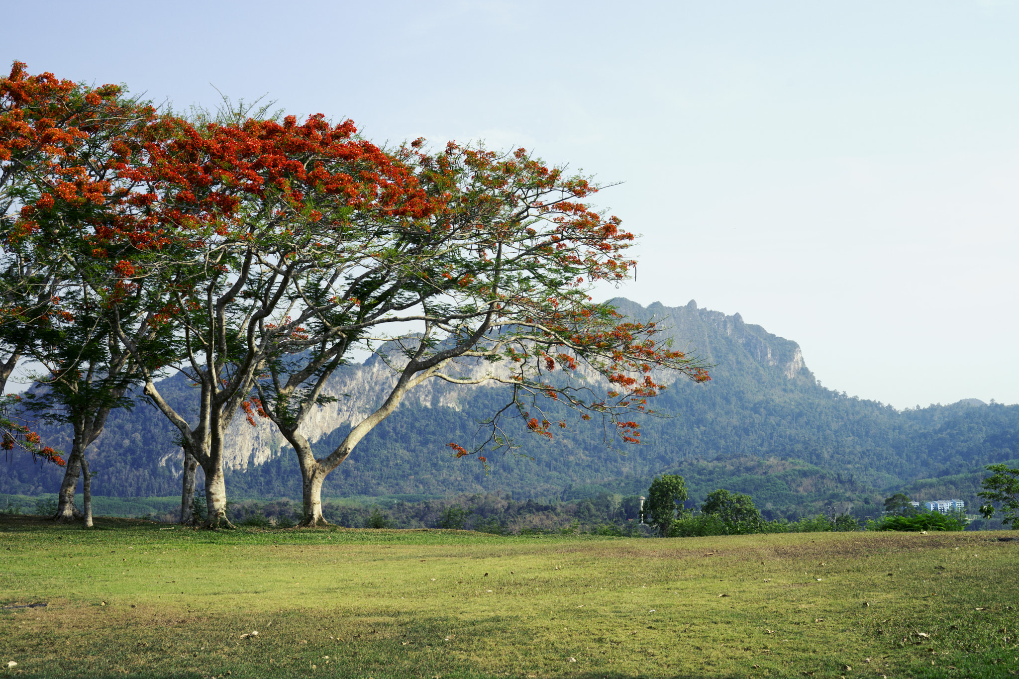 Sony a99 II + Sony 50mm F1.4 sample photo. Red tree photography