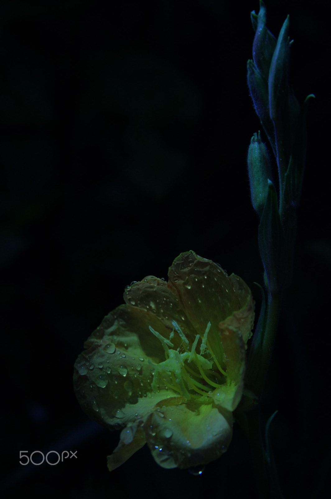 Sigma 17-70mm F2.8-4.5 DC Macro sample photo. Moonlight wipe away her tears photography