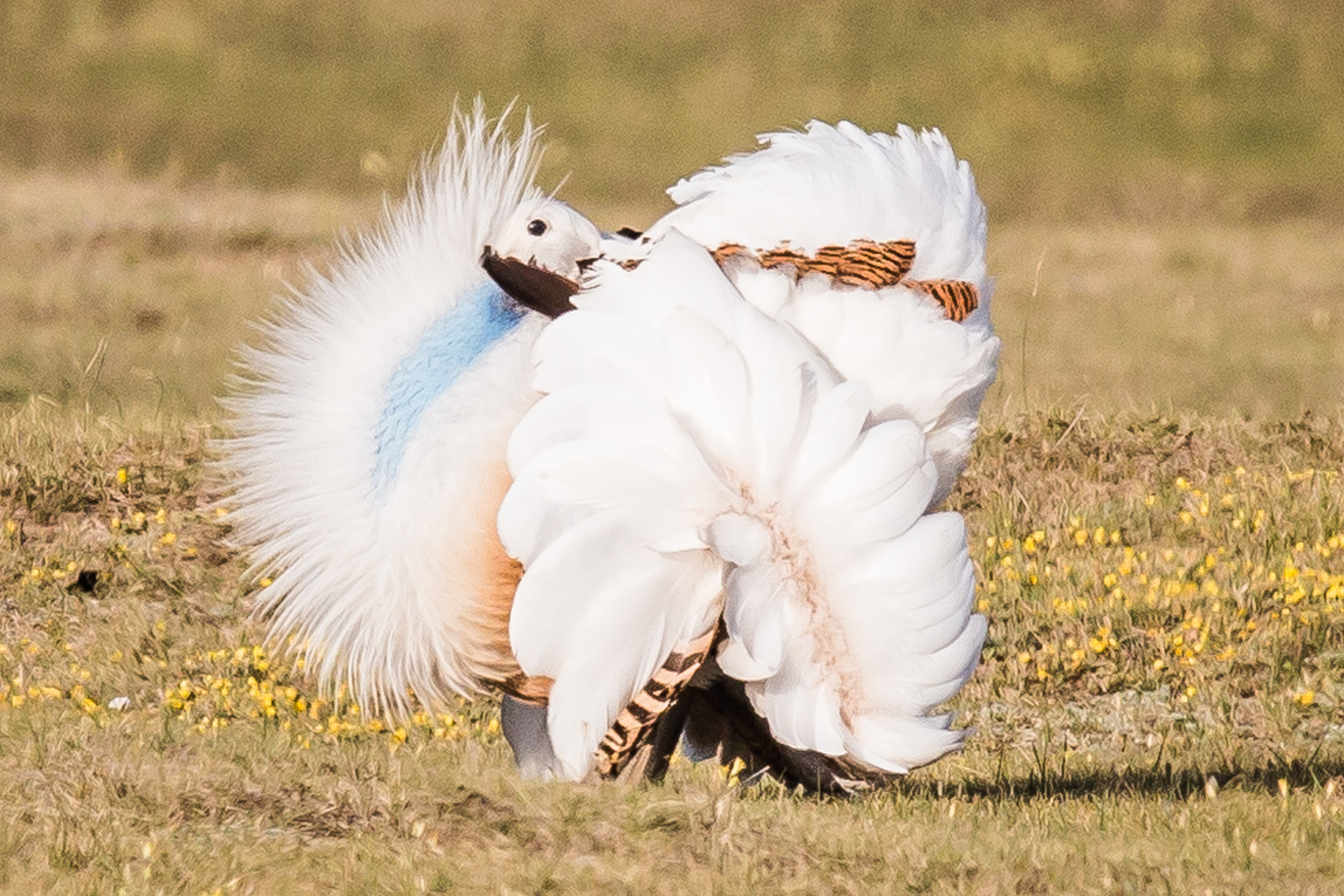 Canon EF 600mm F4L IS II USM sample photo. The flower of bird photography