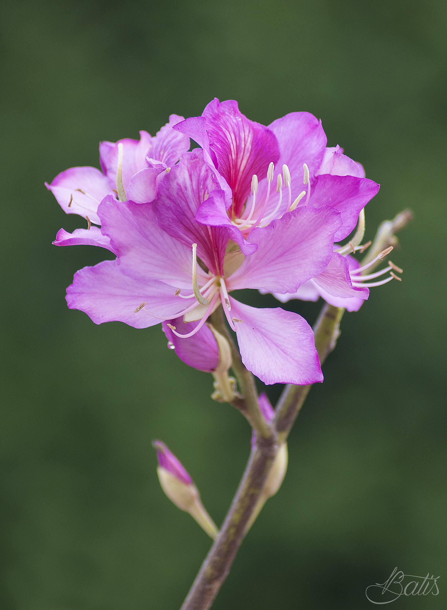 Nikon D300S sample photo. Belleza photography